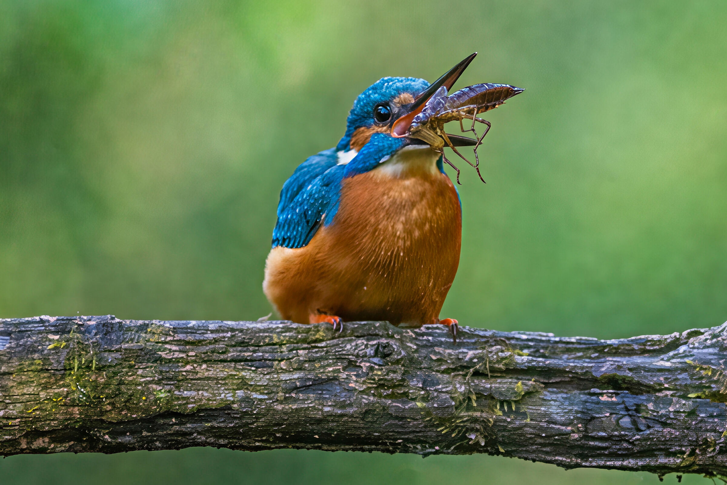 Alcedo Attis