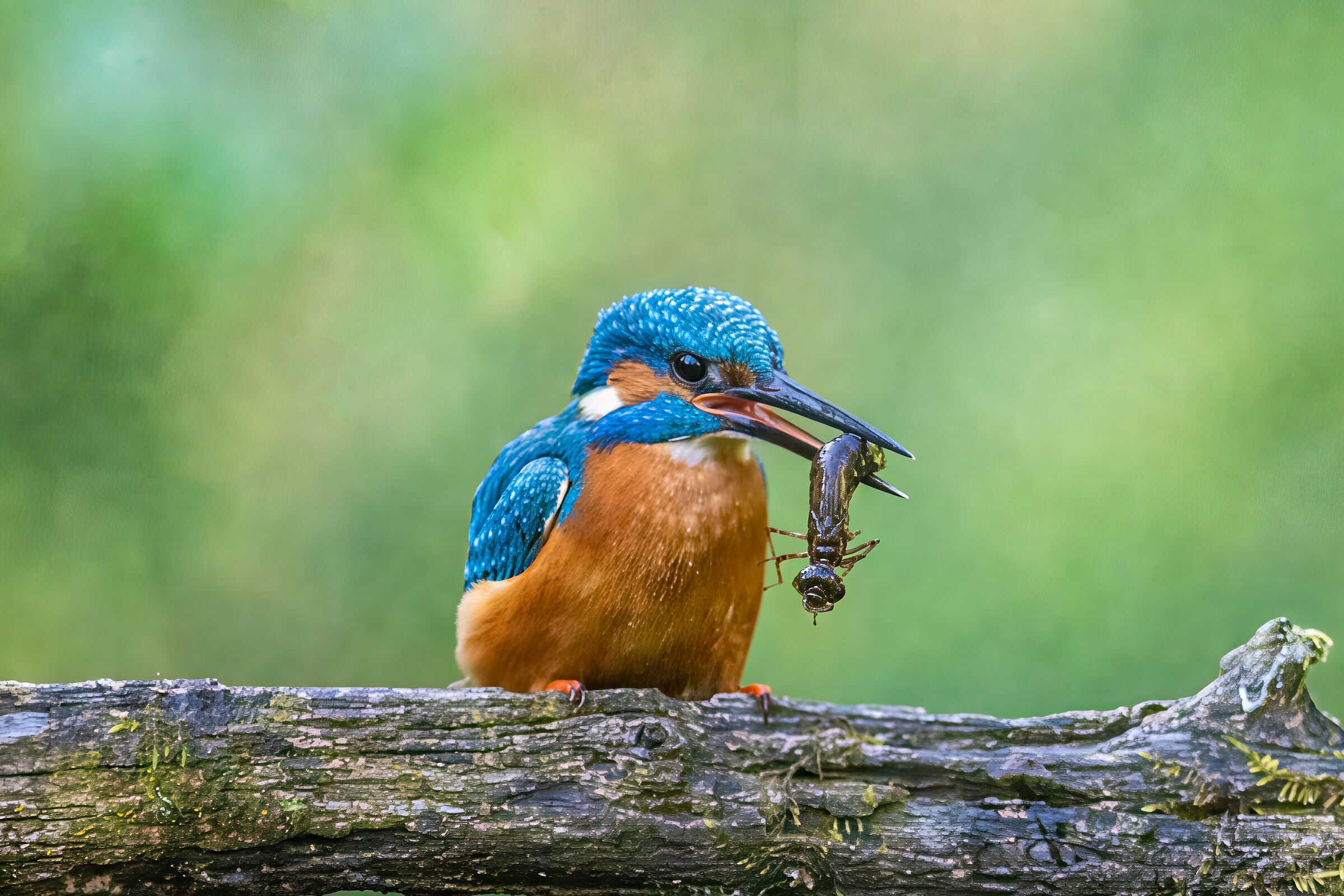 Alcedo Attis
