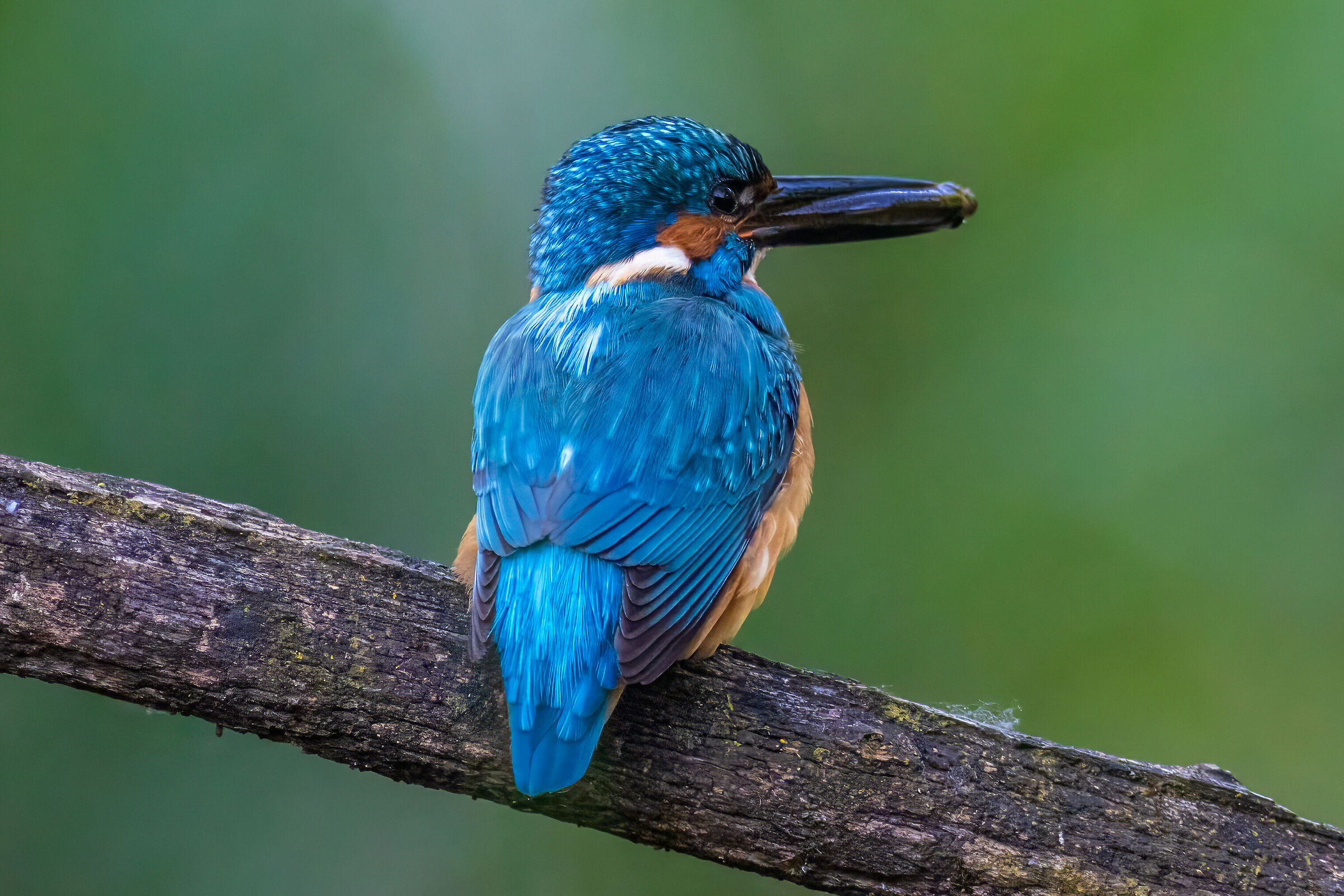 Alcedo Attis