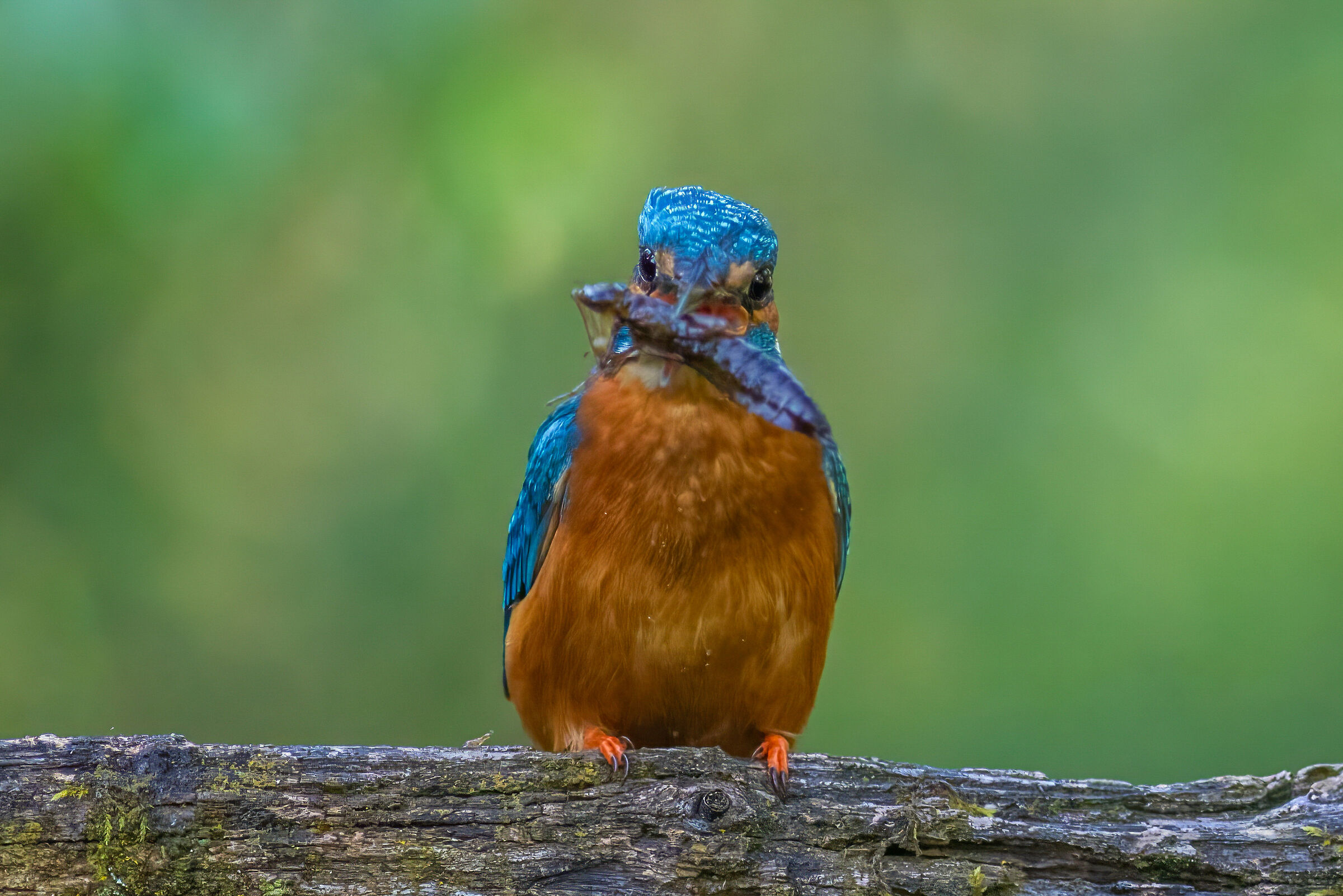 Alcedo Attis