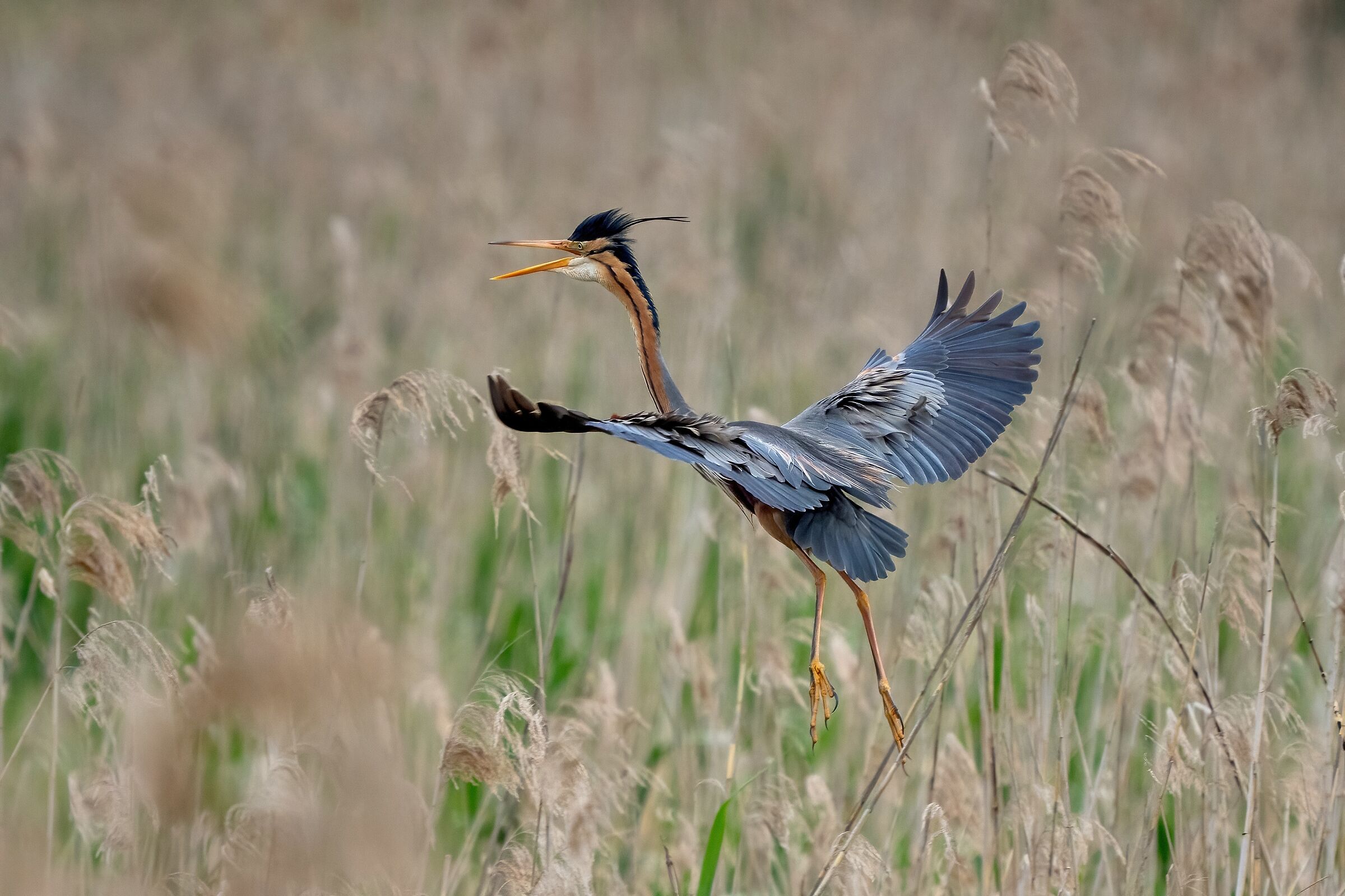 Purple heron (Ardea purpurea)