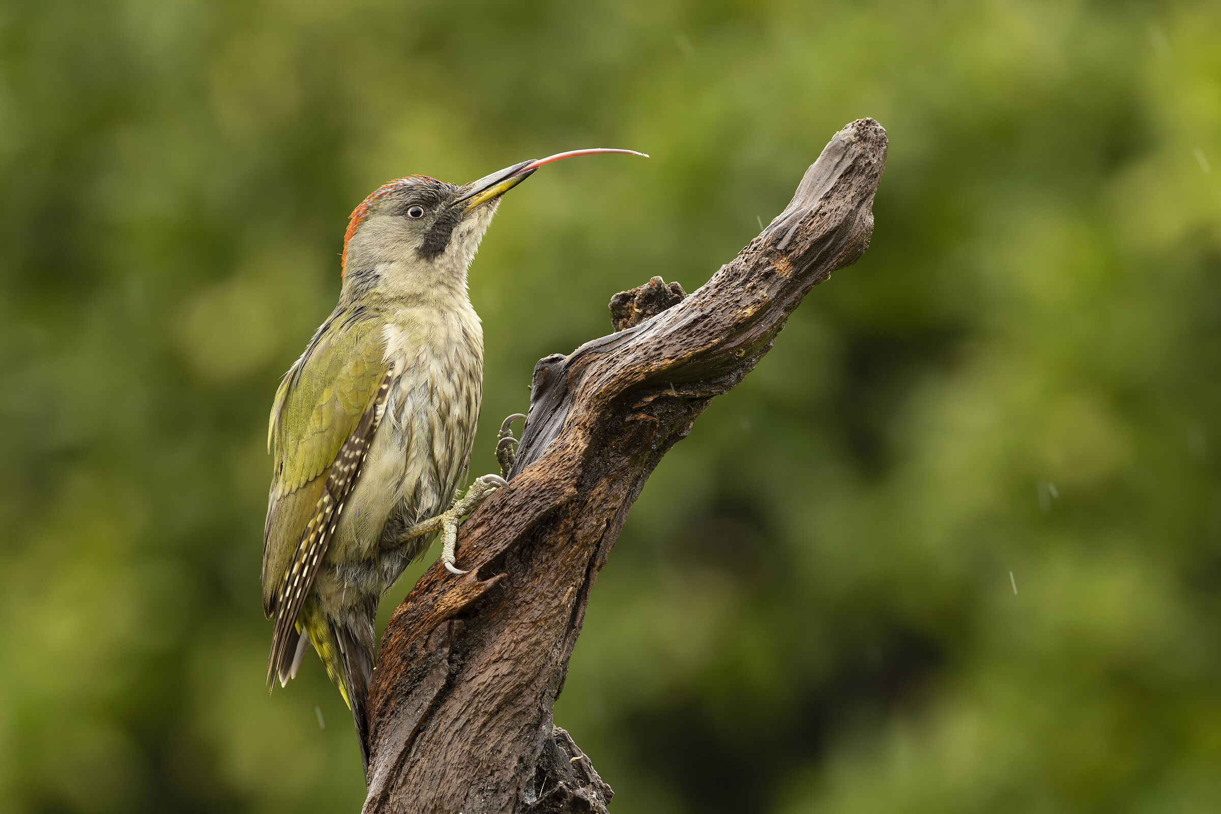 Iberian Green Woodpecker- Picus sharpei ( Portugal)