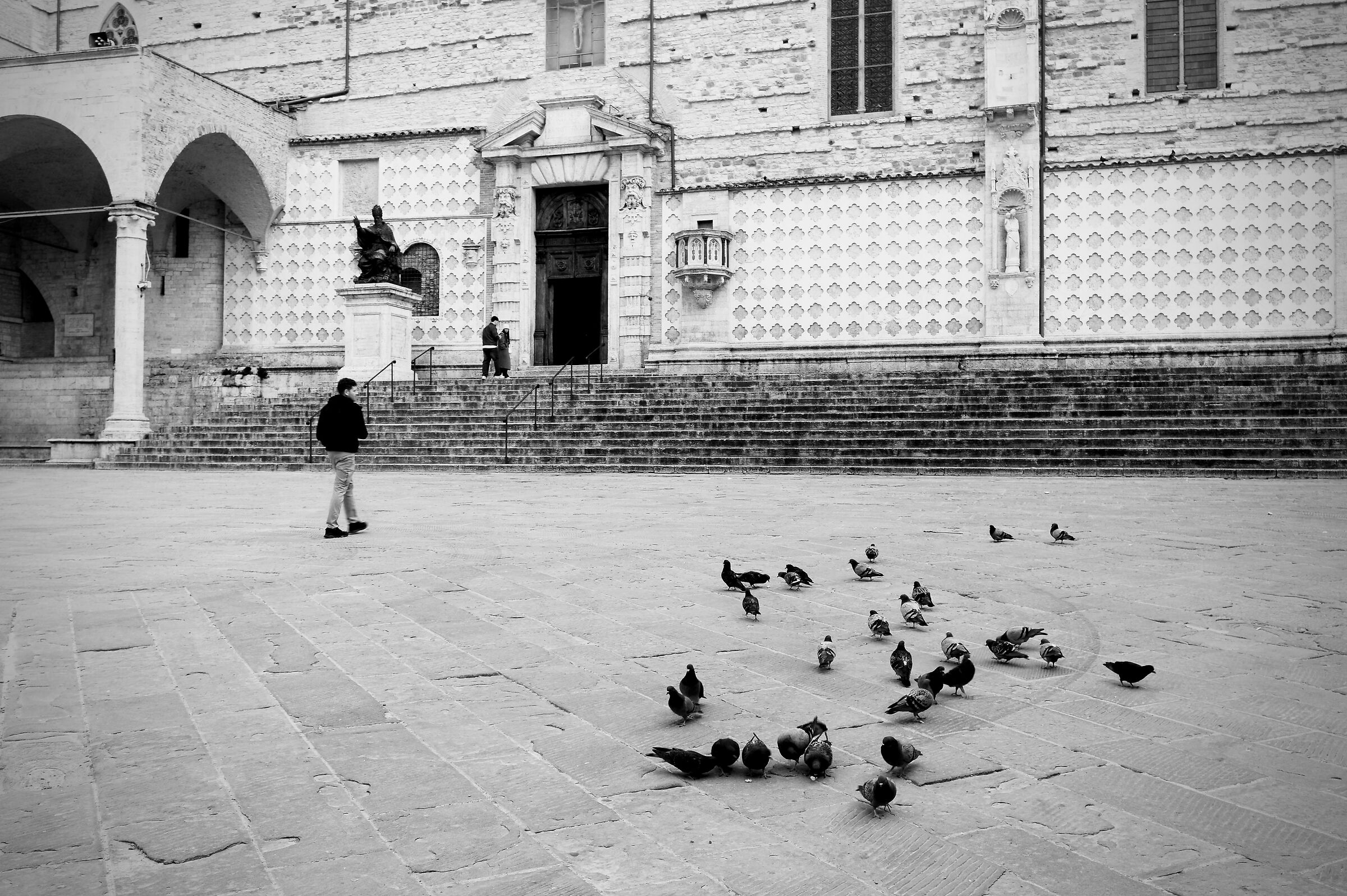 Pigeons