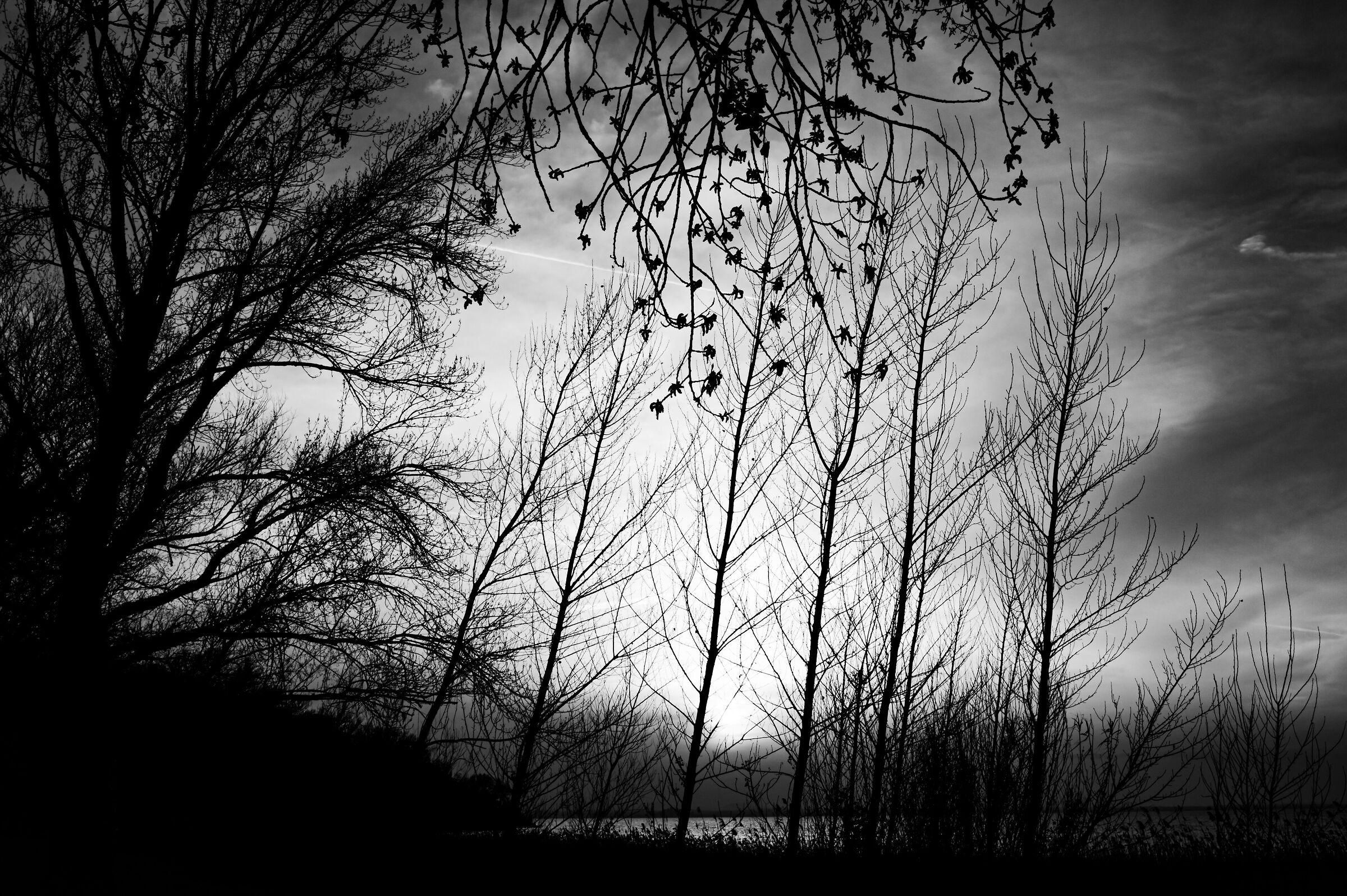 Bare trees at sunset