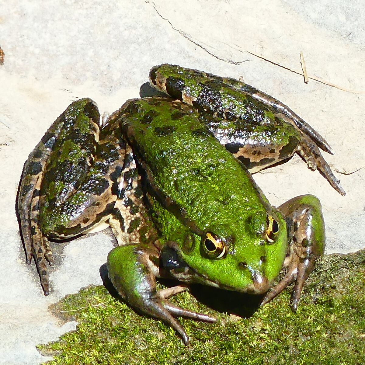 Rana al sole