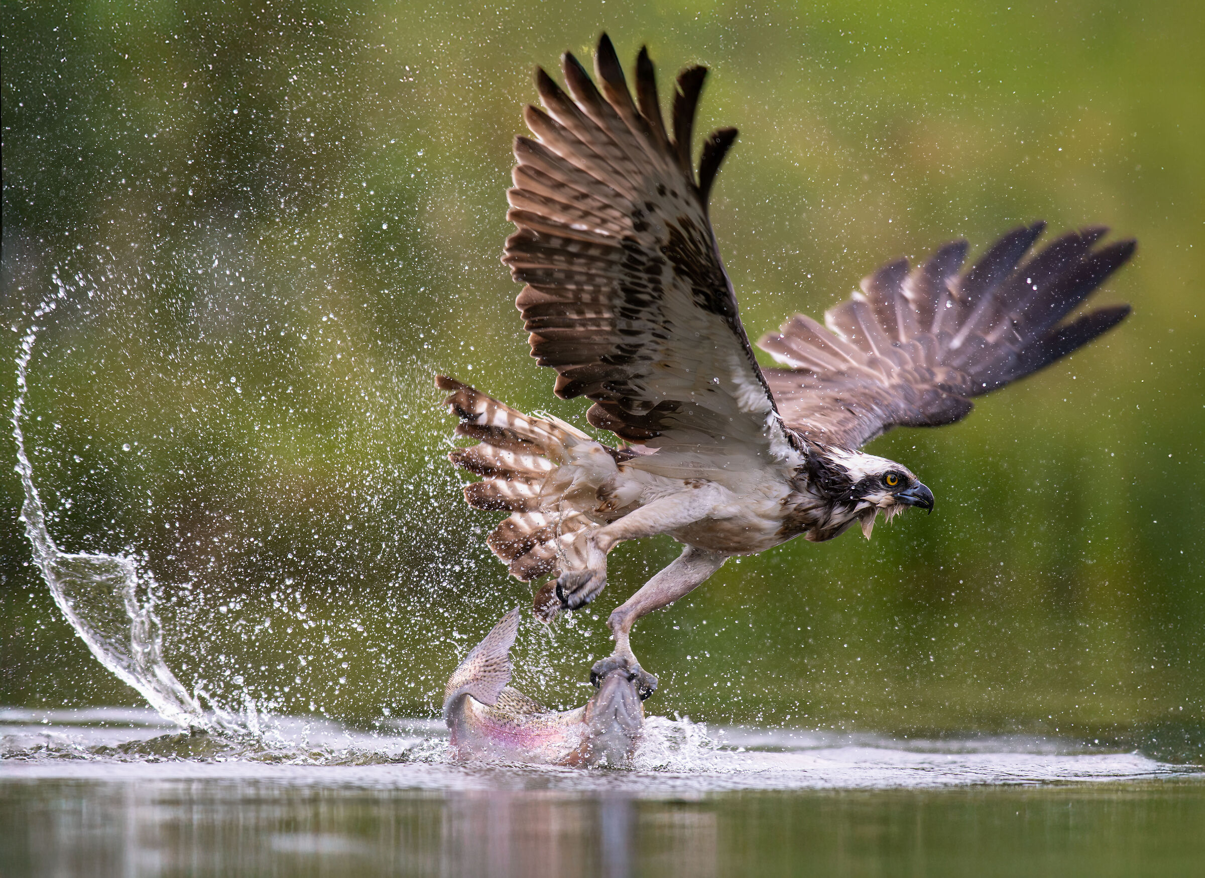 Headshot-Osprey catching trout.