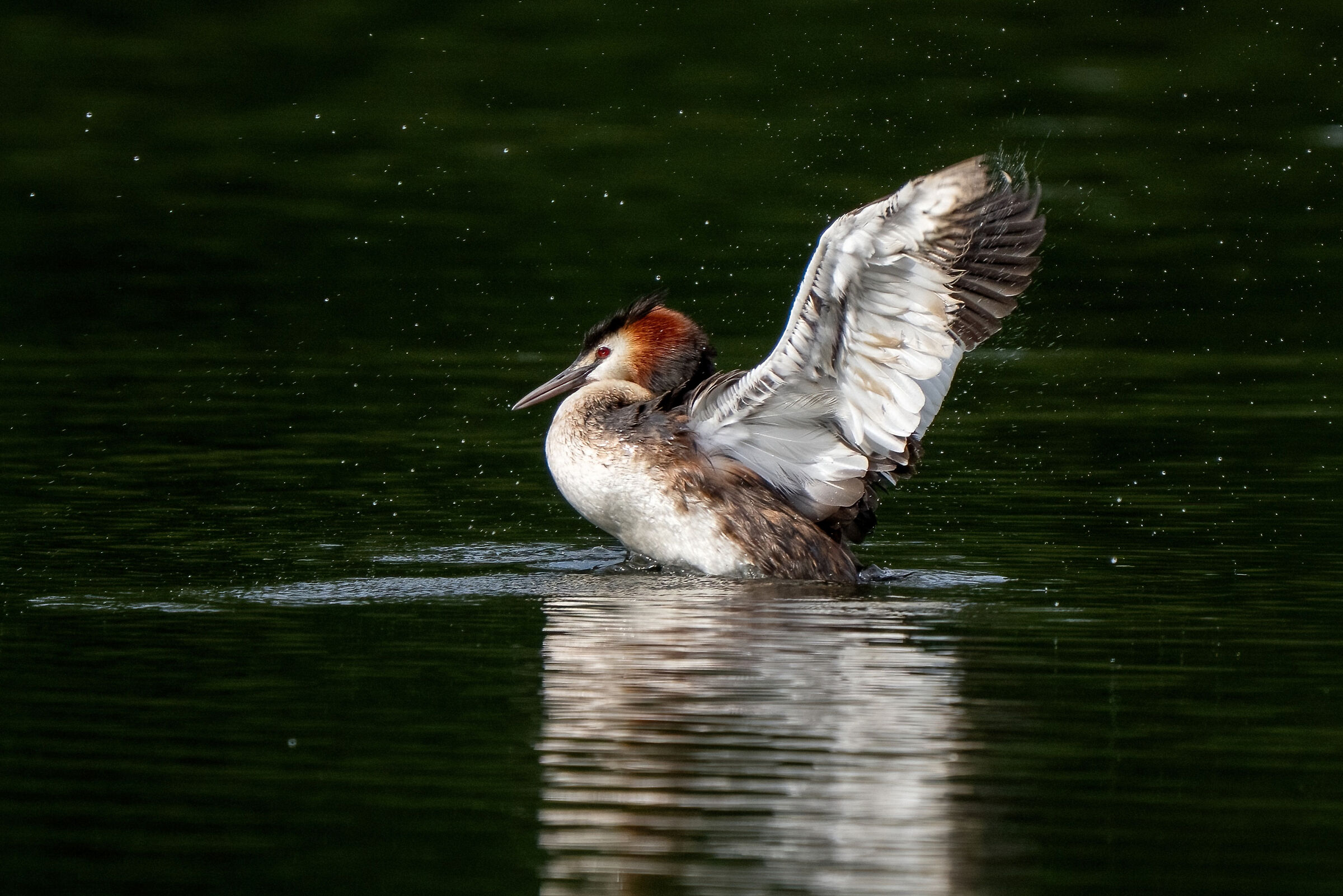Great Crested Grebe (Podiceps cristatus)