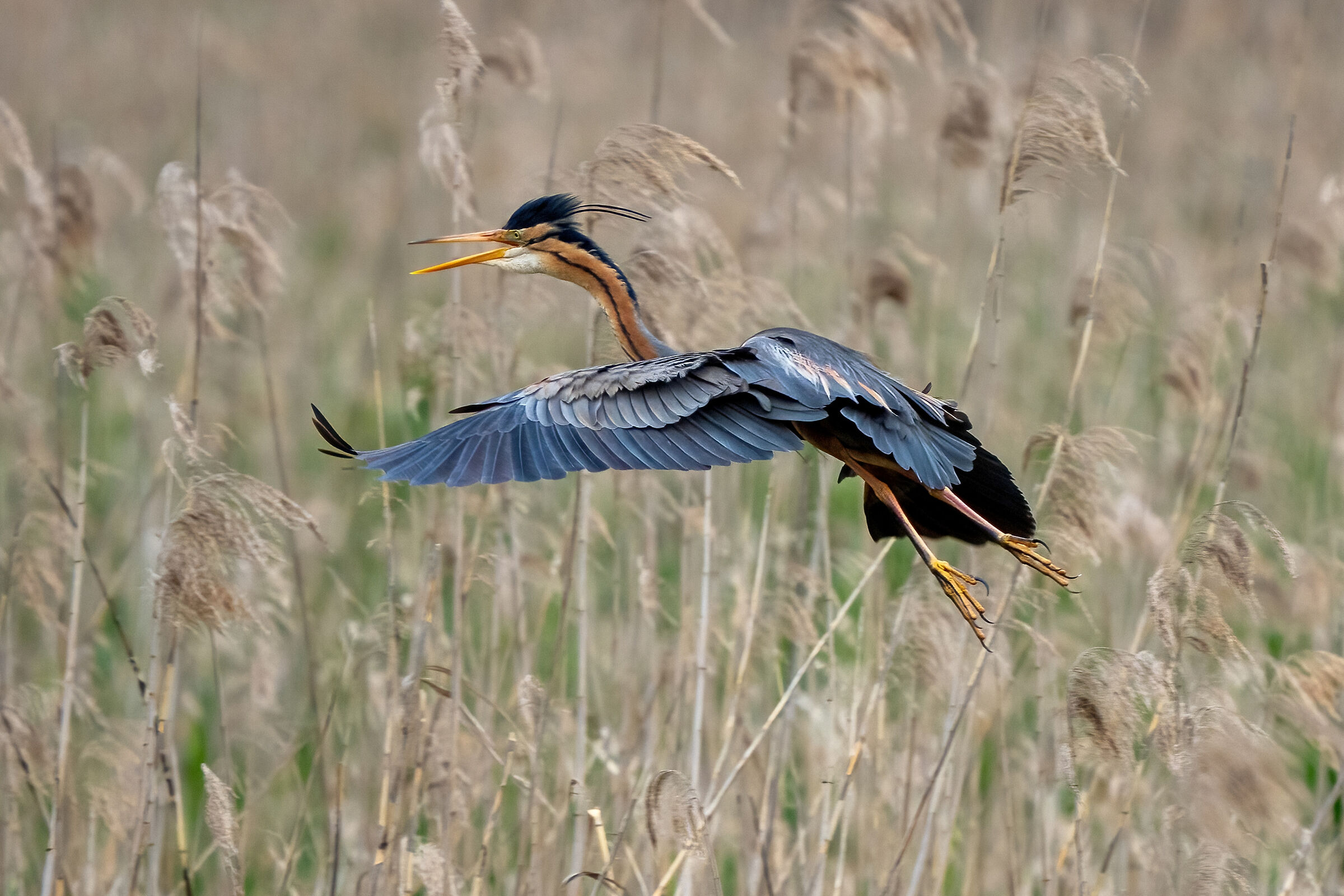 Purple heron (Ardea purpurea)