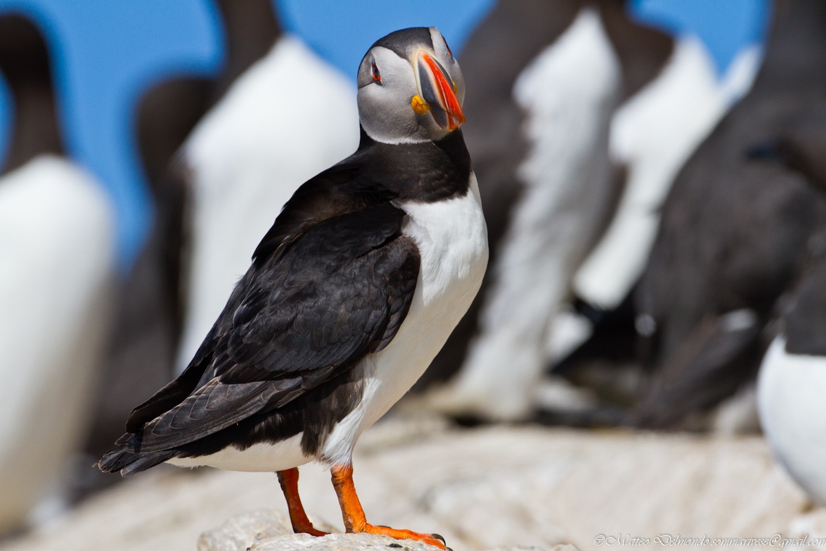 Puffin