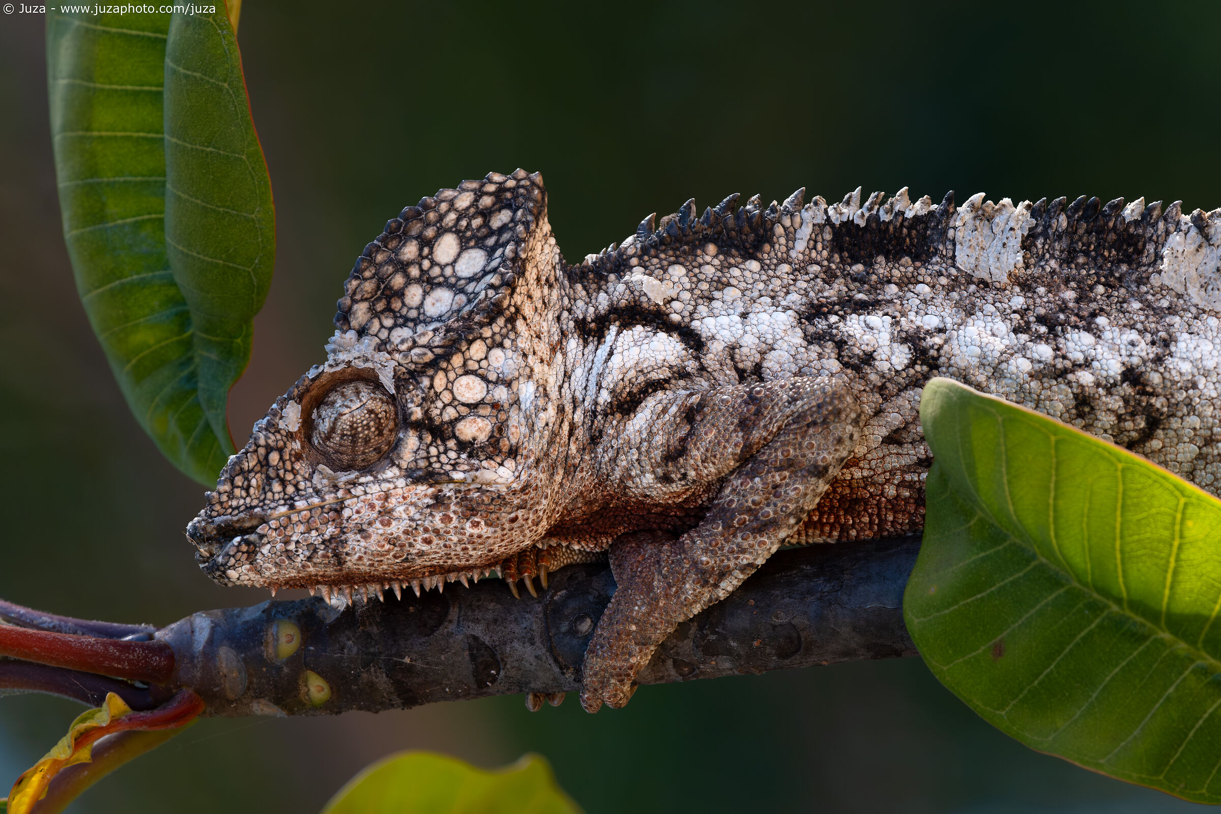 Furcifer verrucosus