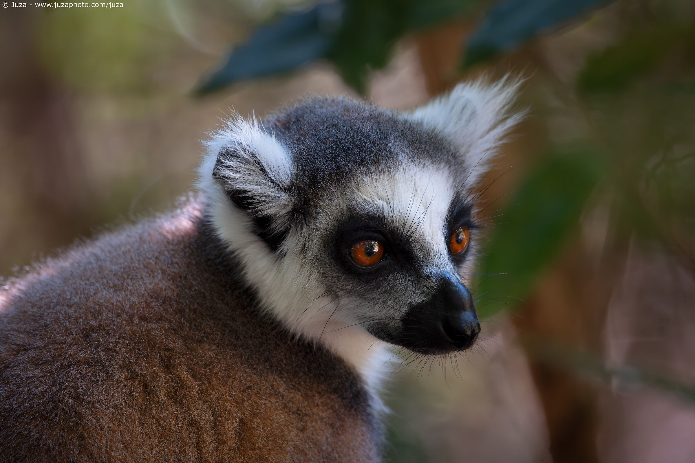Lemur catta