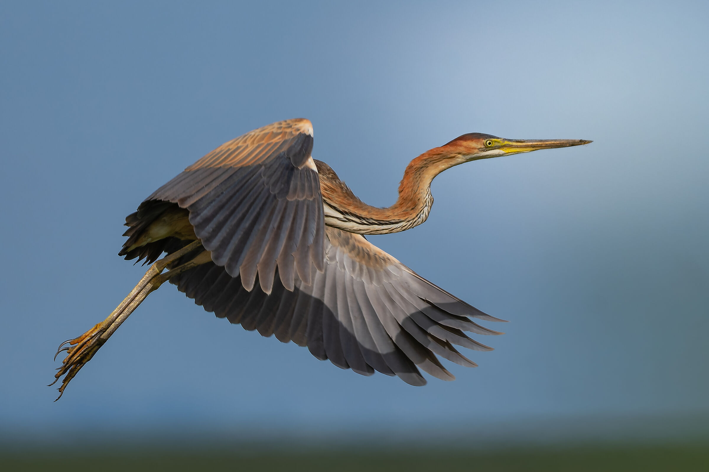 Millecampi Valley - Purple Heron