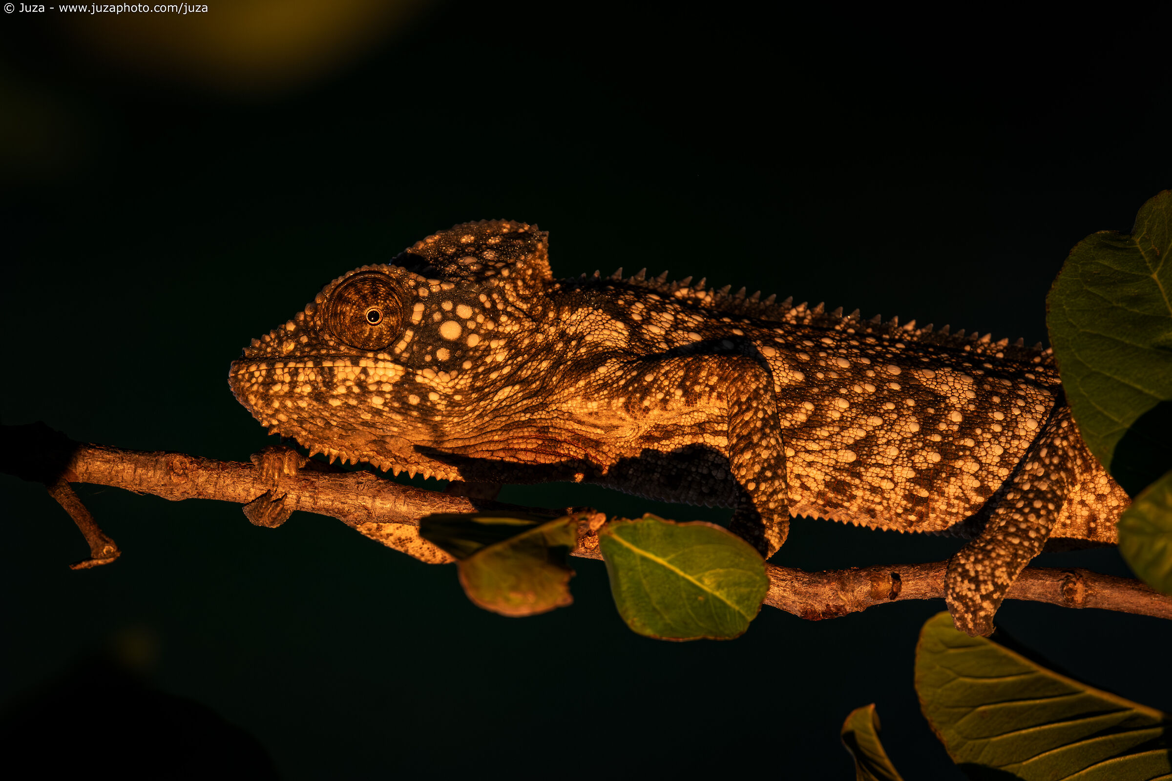 Furcifer oustaleti