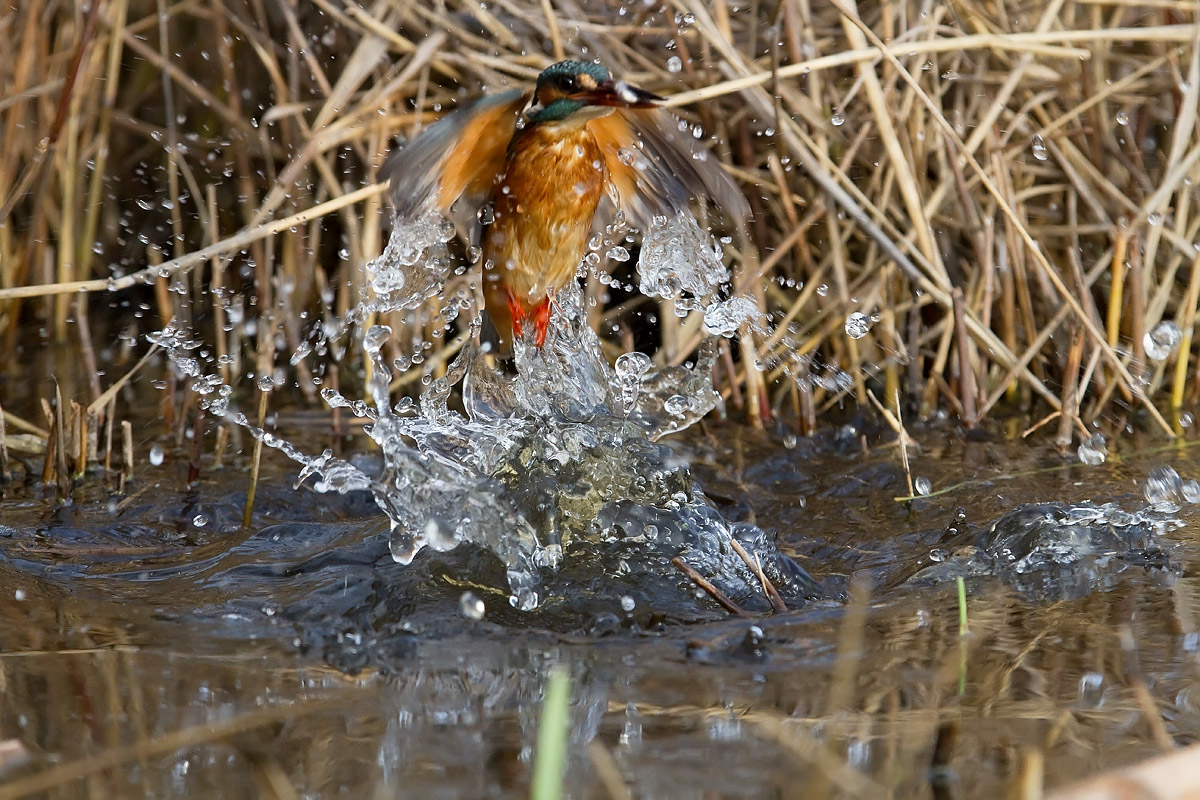 la pesca del martino