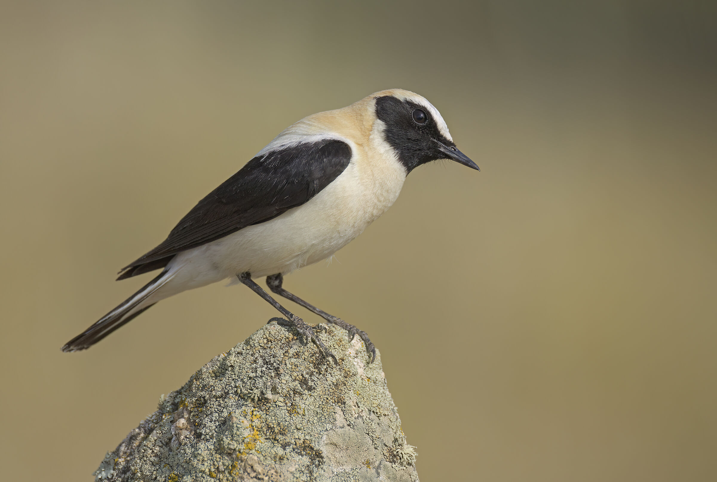 monachella  (oenanthe hispanica)