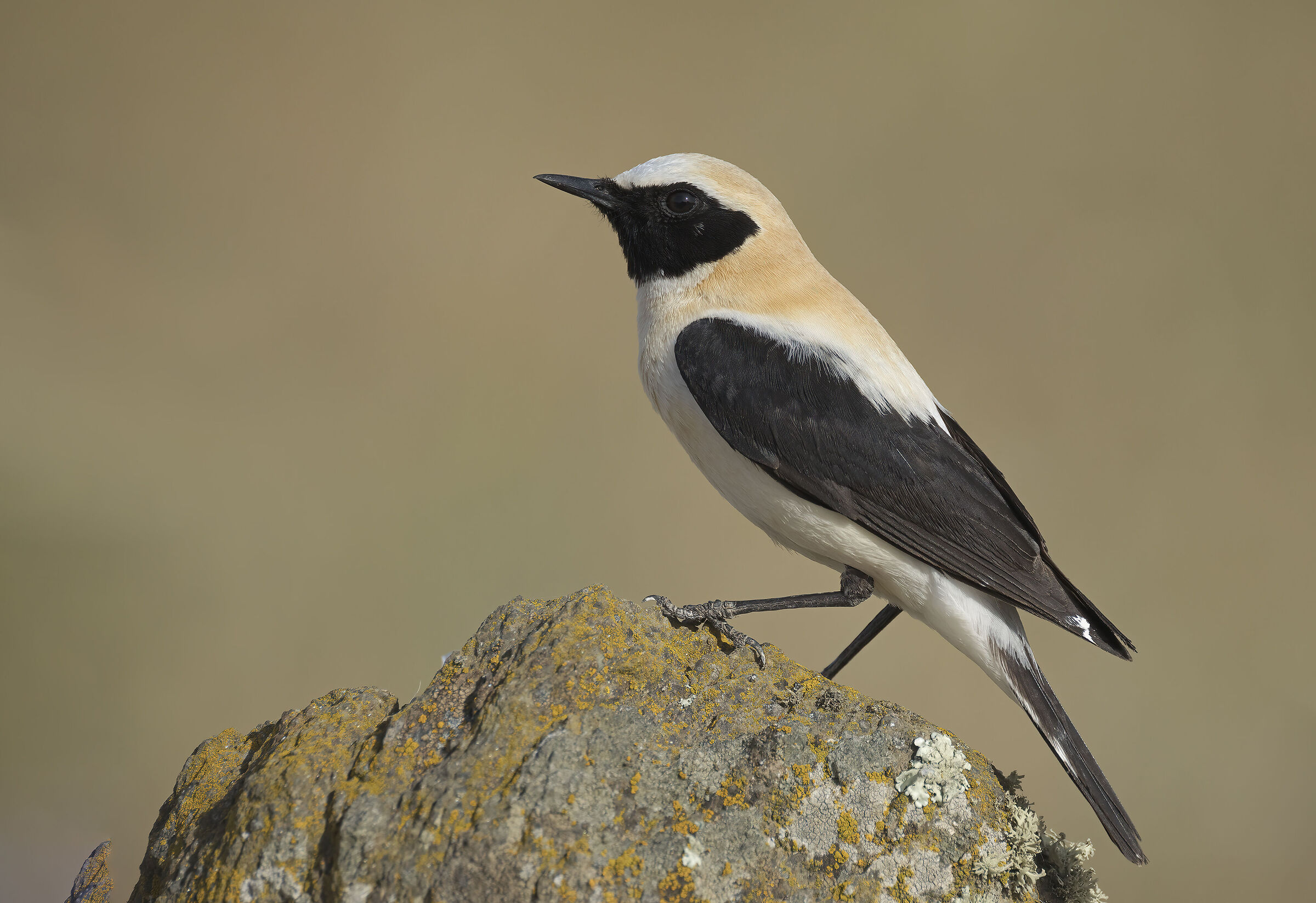 monachella  (oenanthe hispanica)