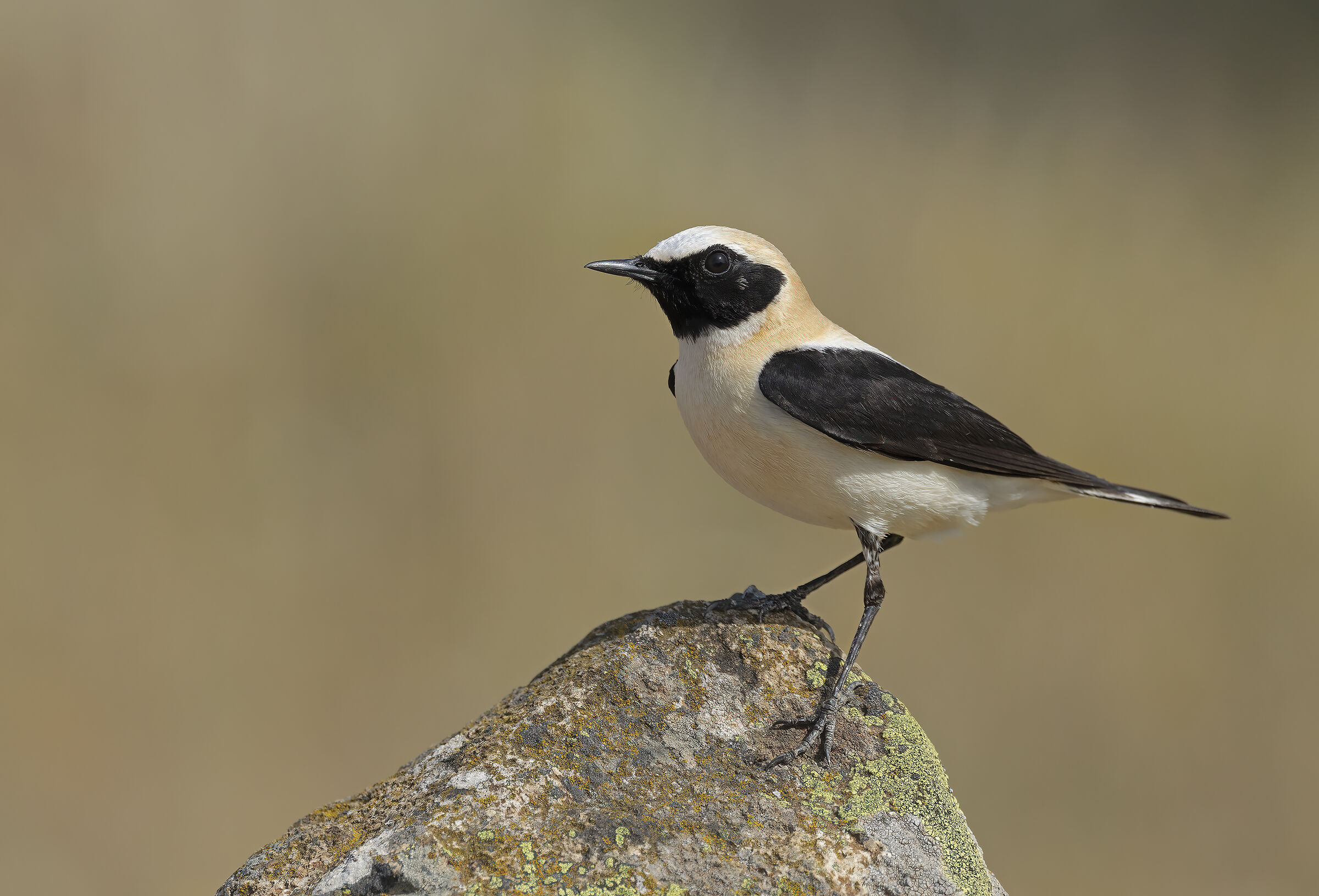 monachella  (oenanthe hispanica)