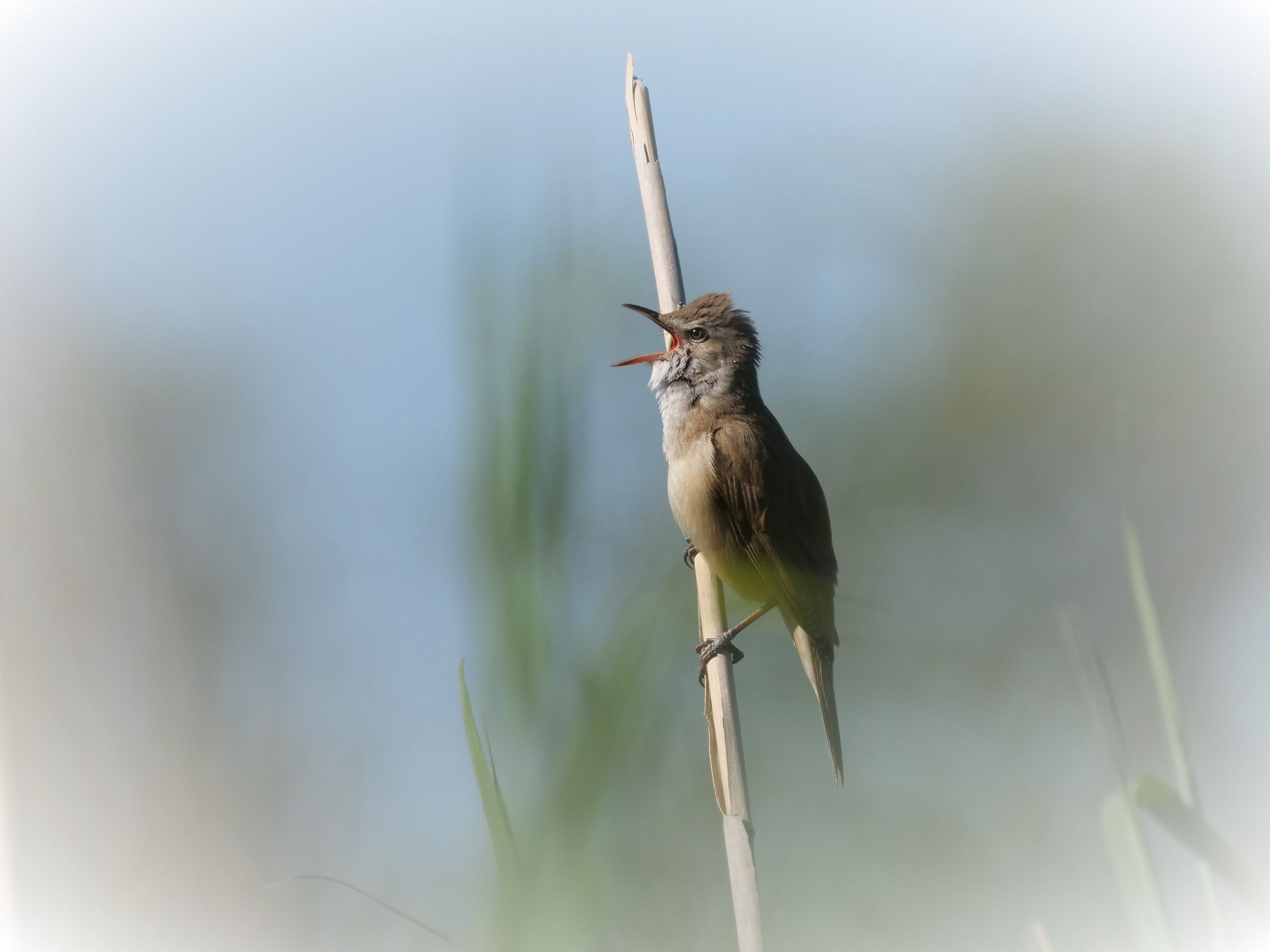 Reed Warbler (Acrocephalus arundinaceus)
