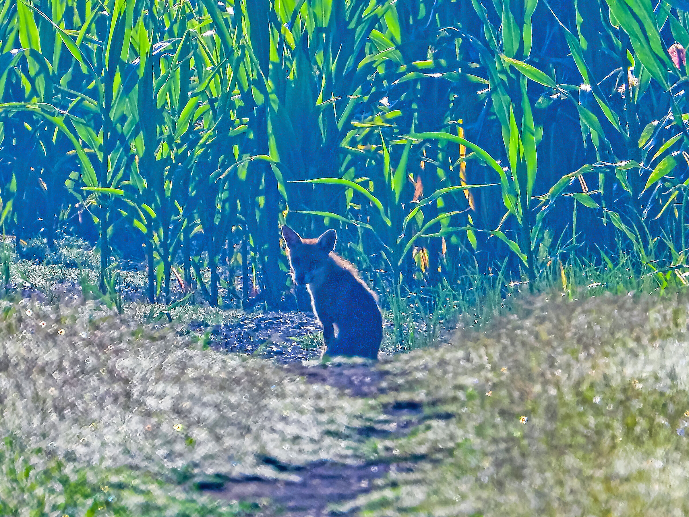 Cucciolo di volpe