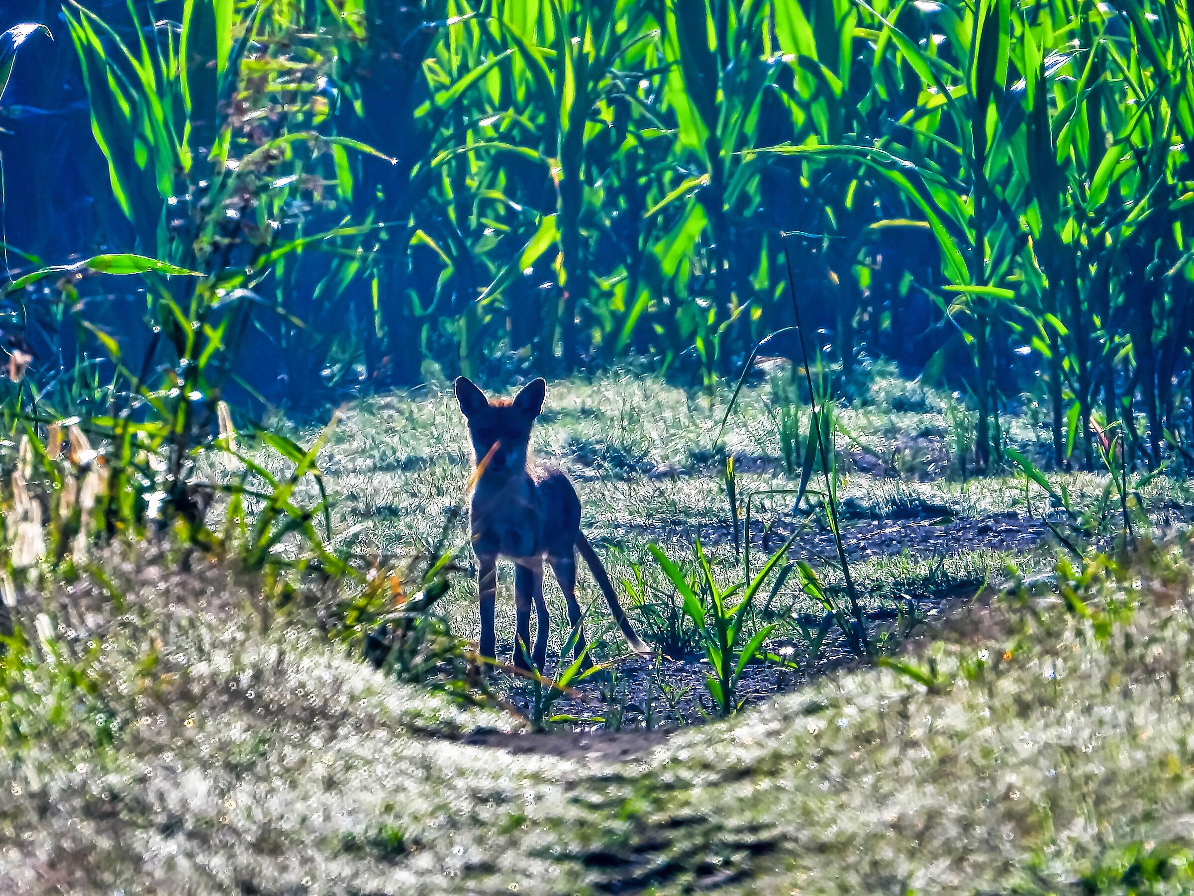 Cucciolo di volpe