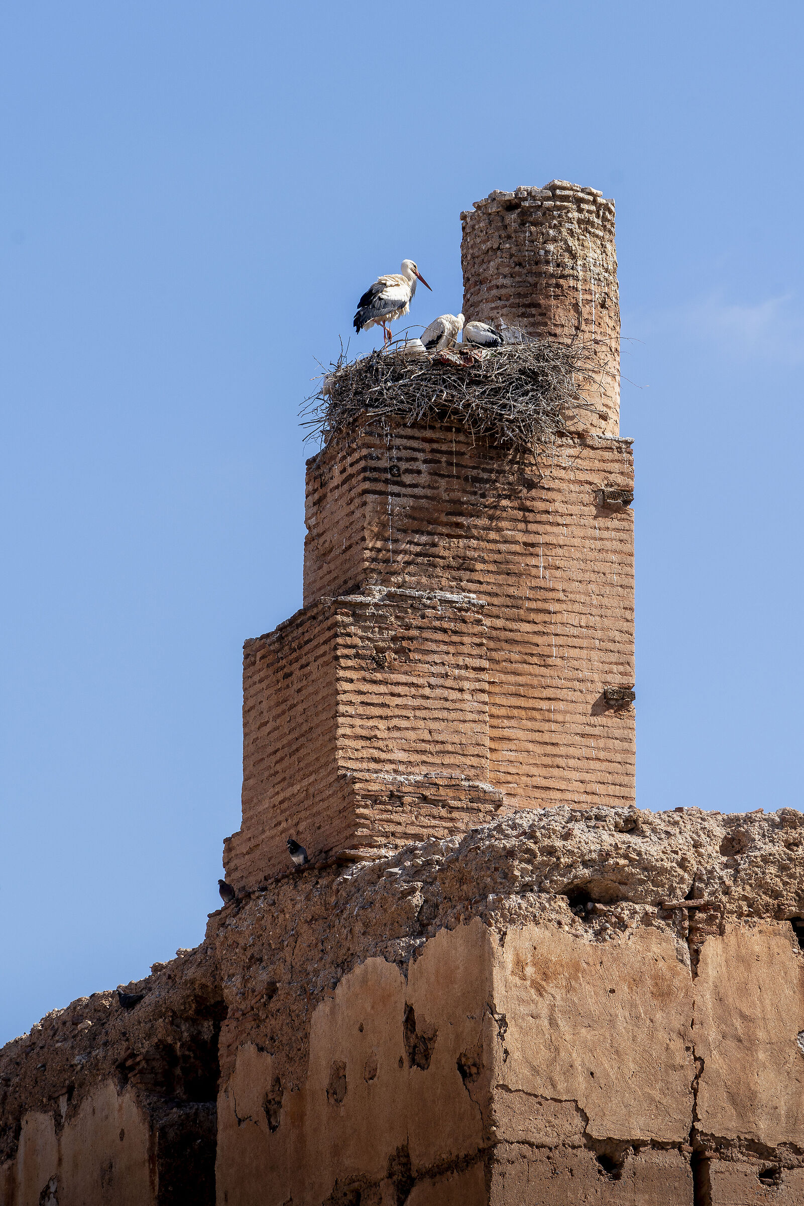 Storks