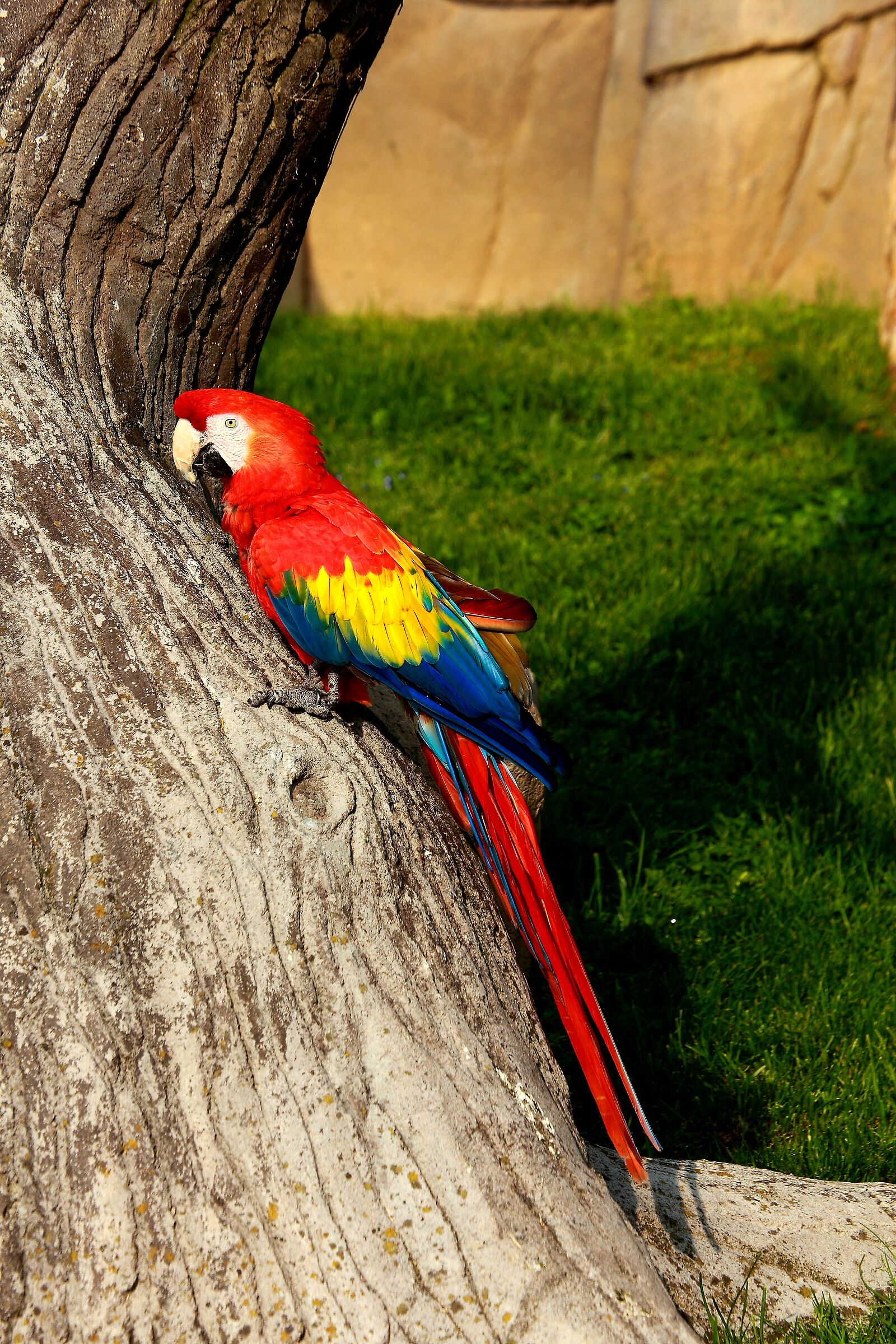 Parrot