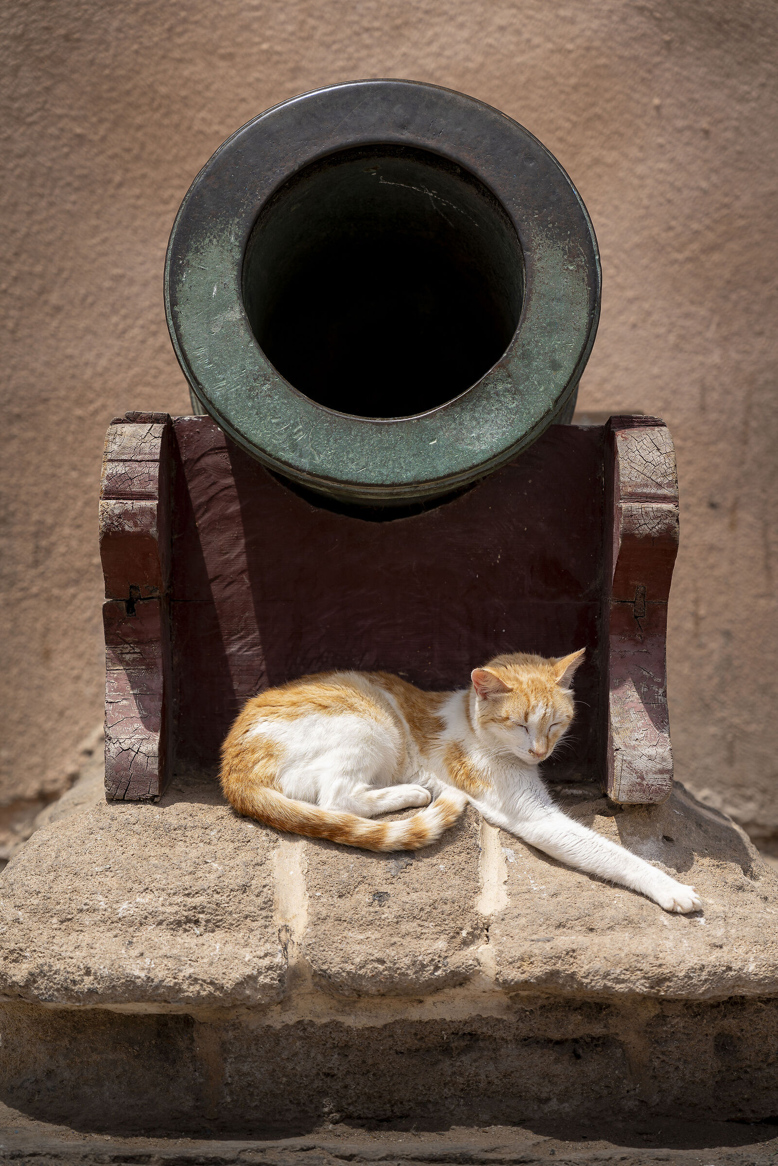 Cannon Cat