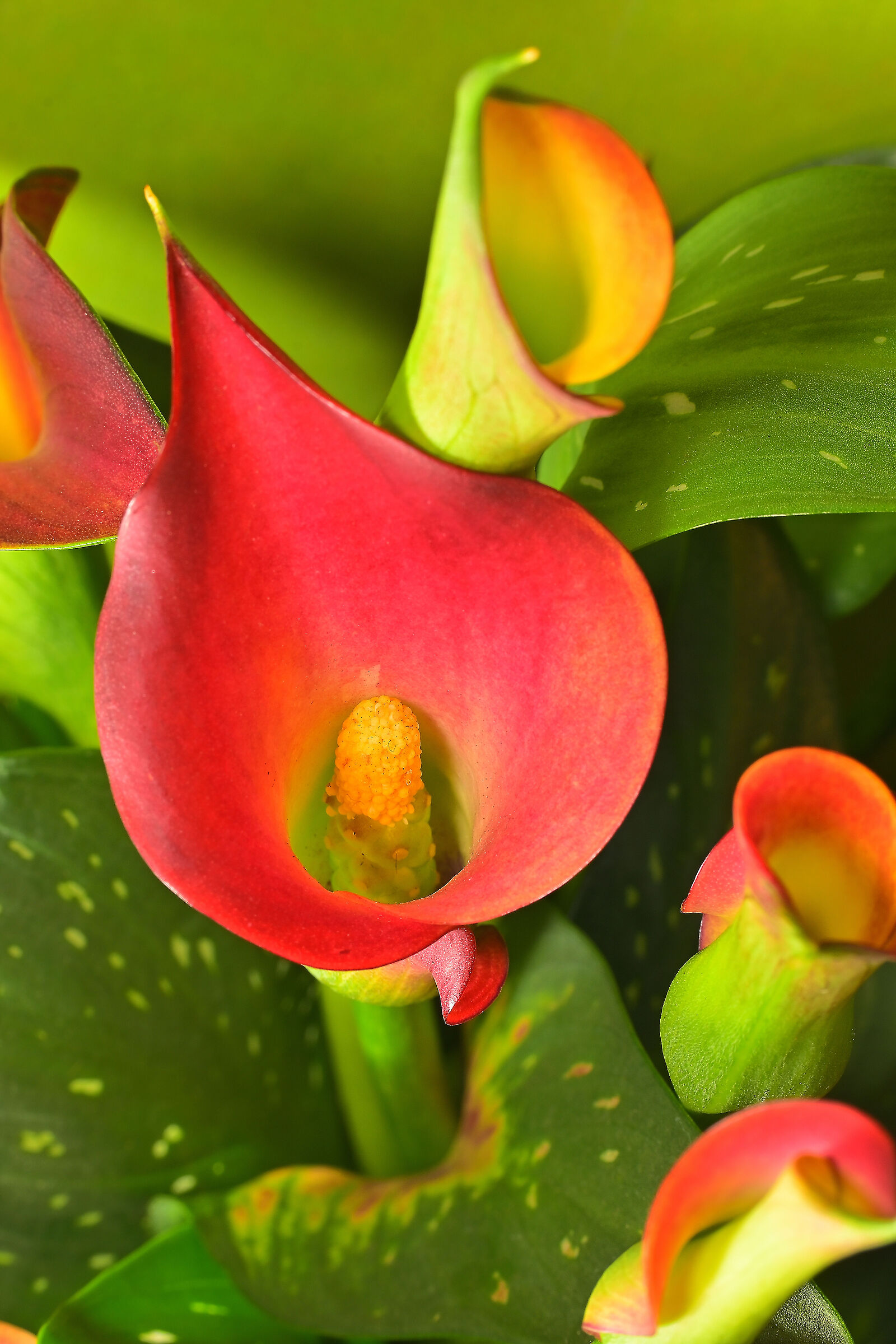 Calla lily