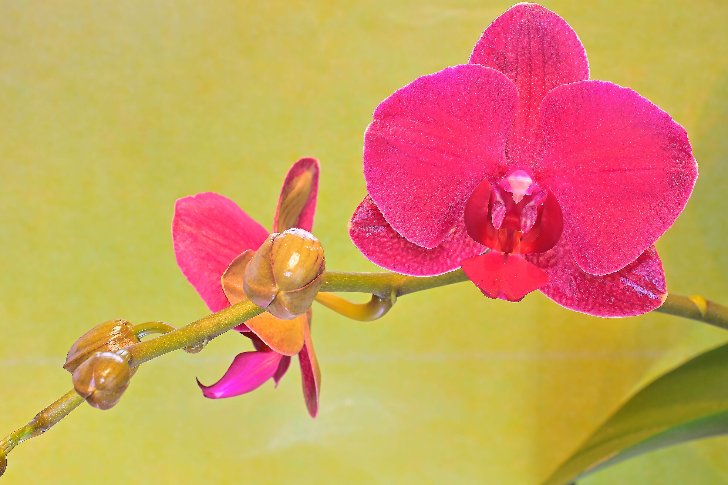 Orchid
