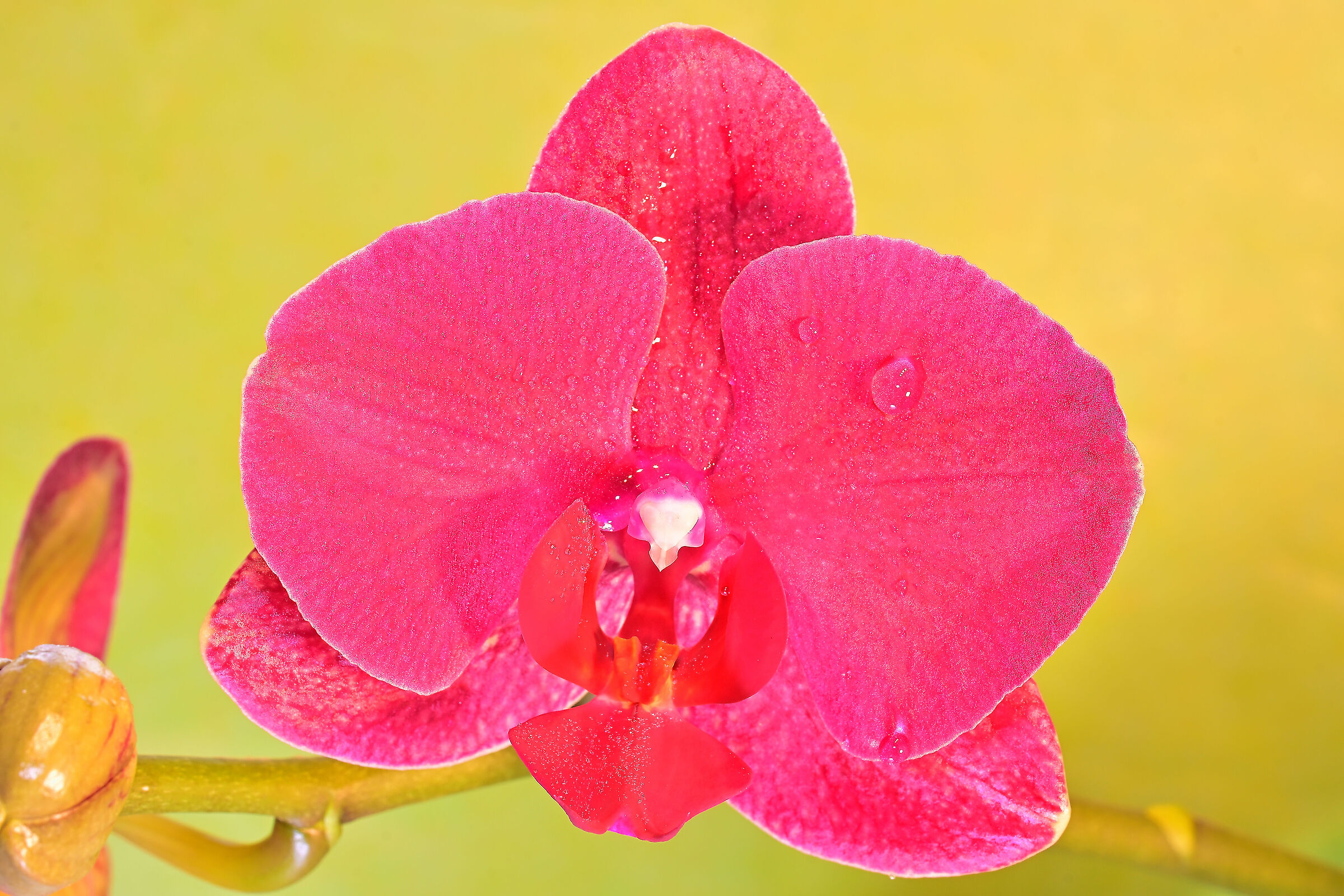 Orchid
