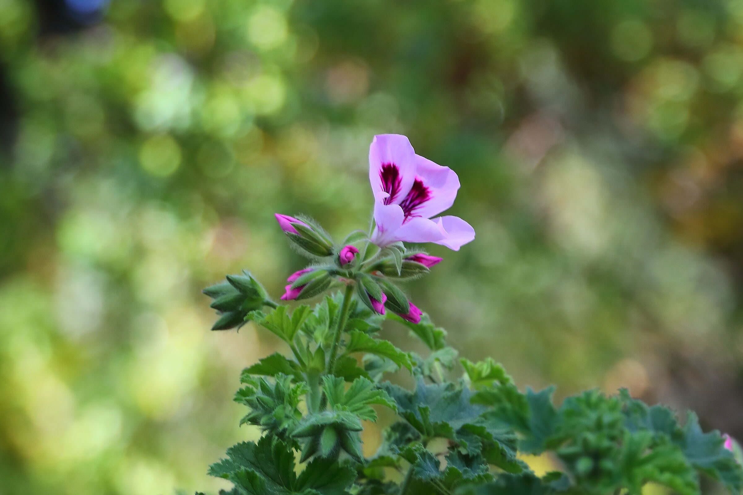 Pelargonium quercifolium 20 aprile 2026