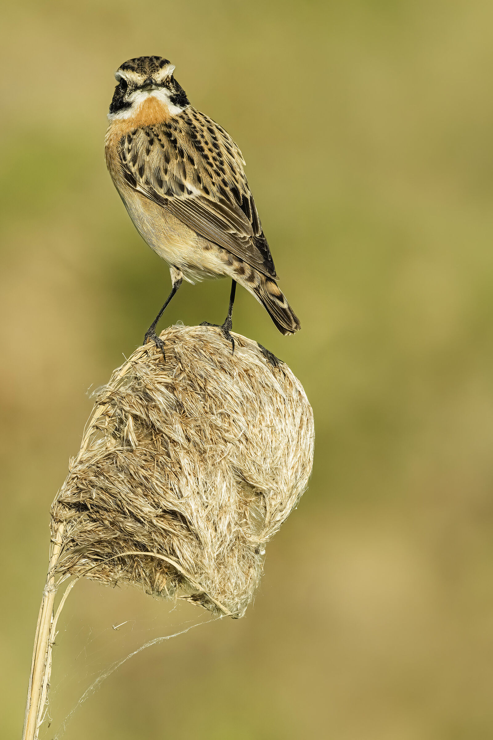 Whinchat