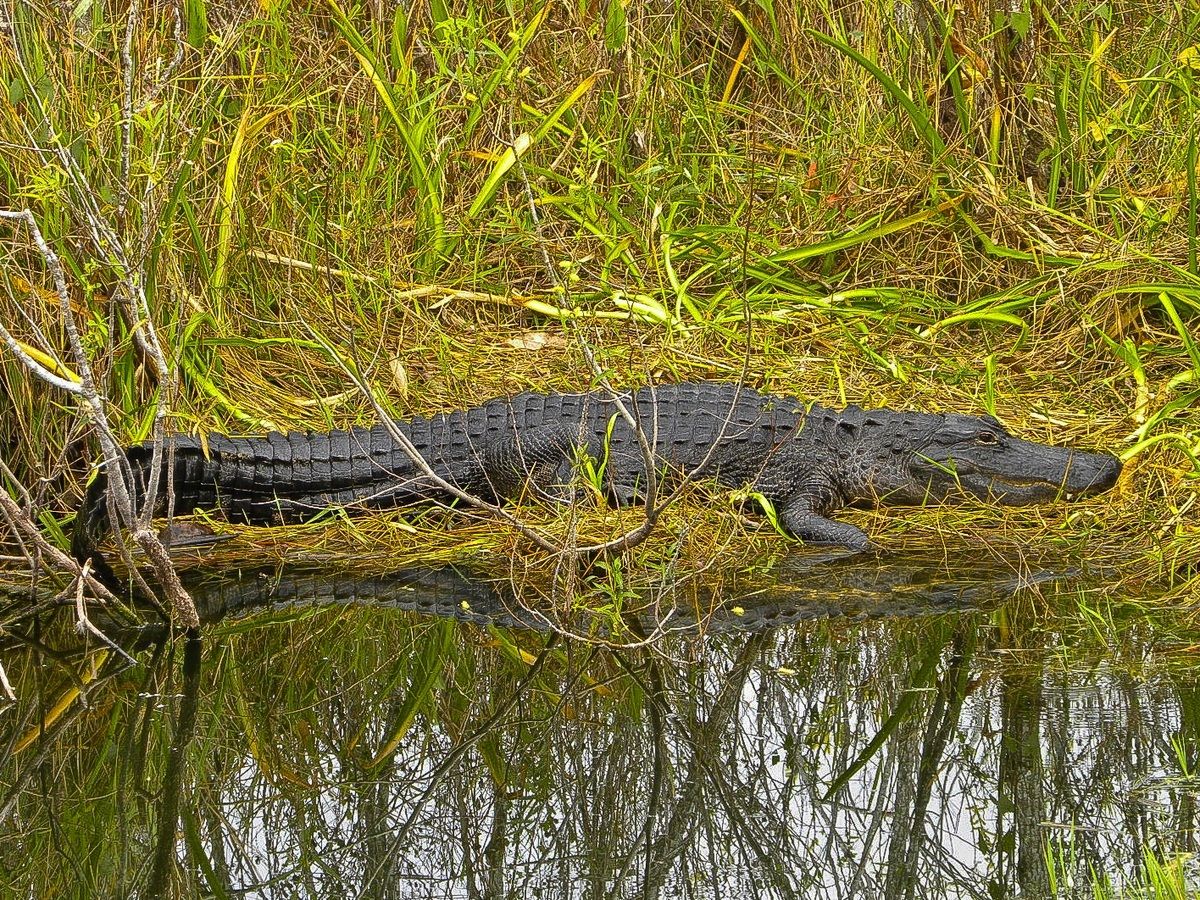 USA - Florida - Everglades - Alligator