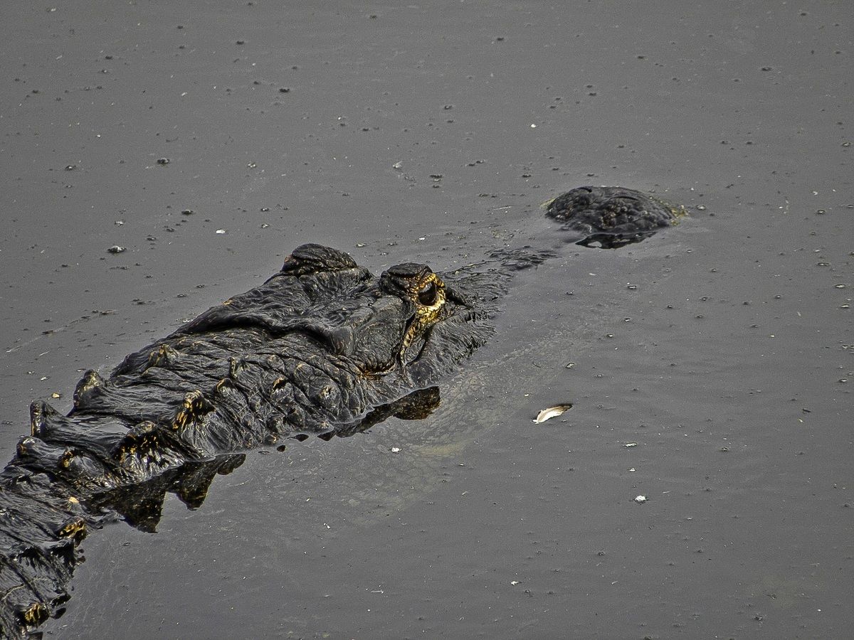 USA - Florida - Everglades - Alligator
