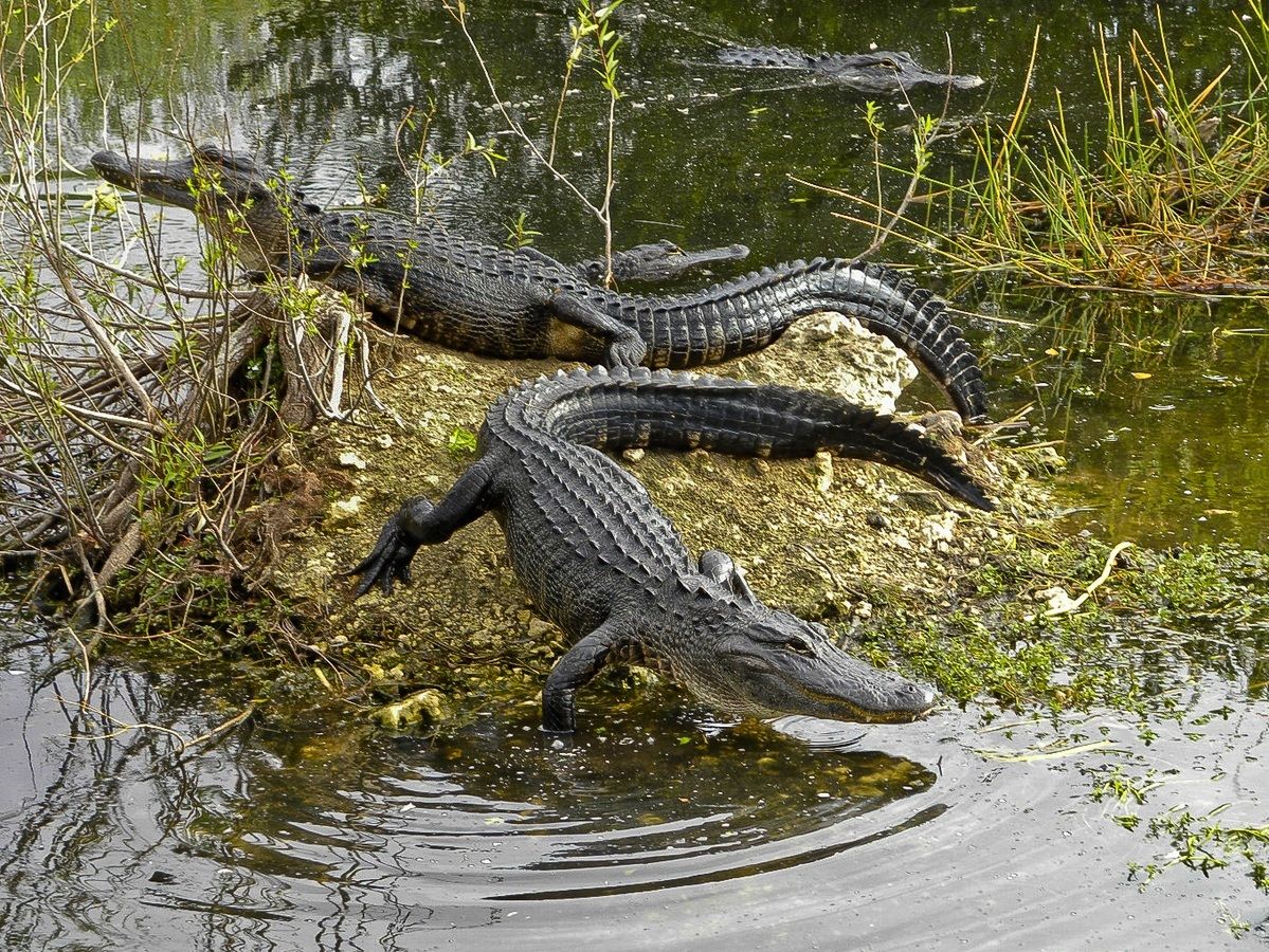 USA - Florida - Everglades - Alligator
