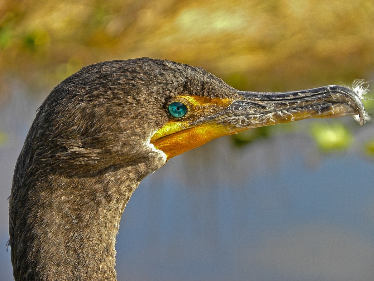 USA - Florida - Everglades - Cormoran
