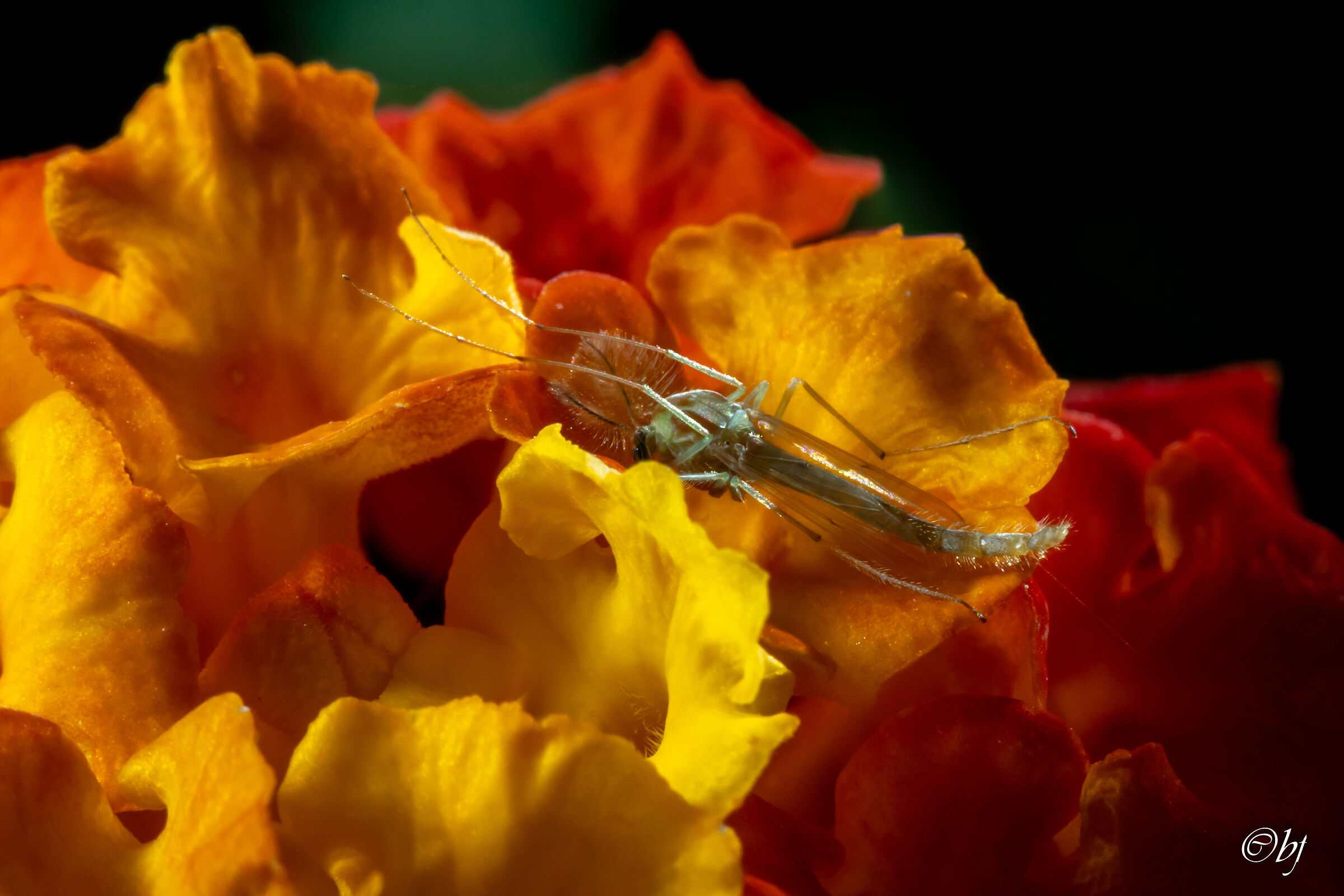 Chironomidae, maschio