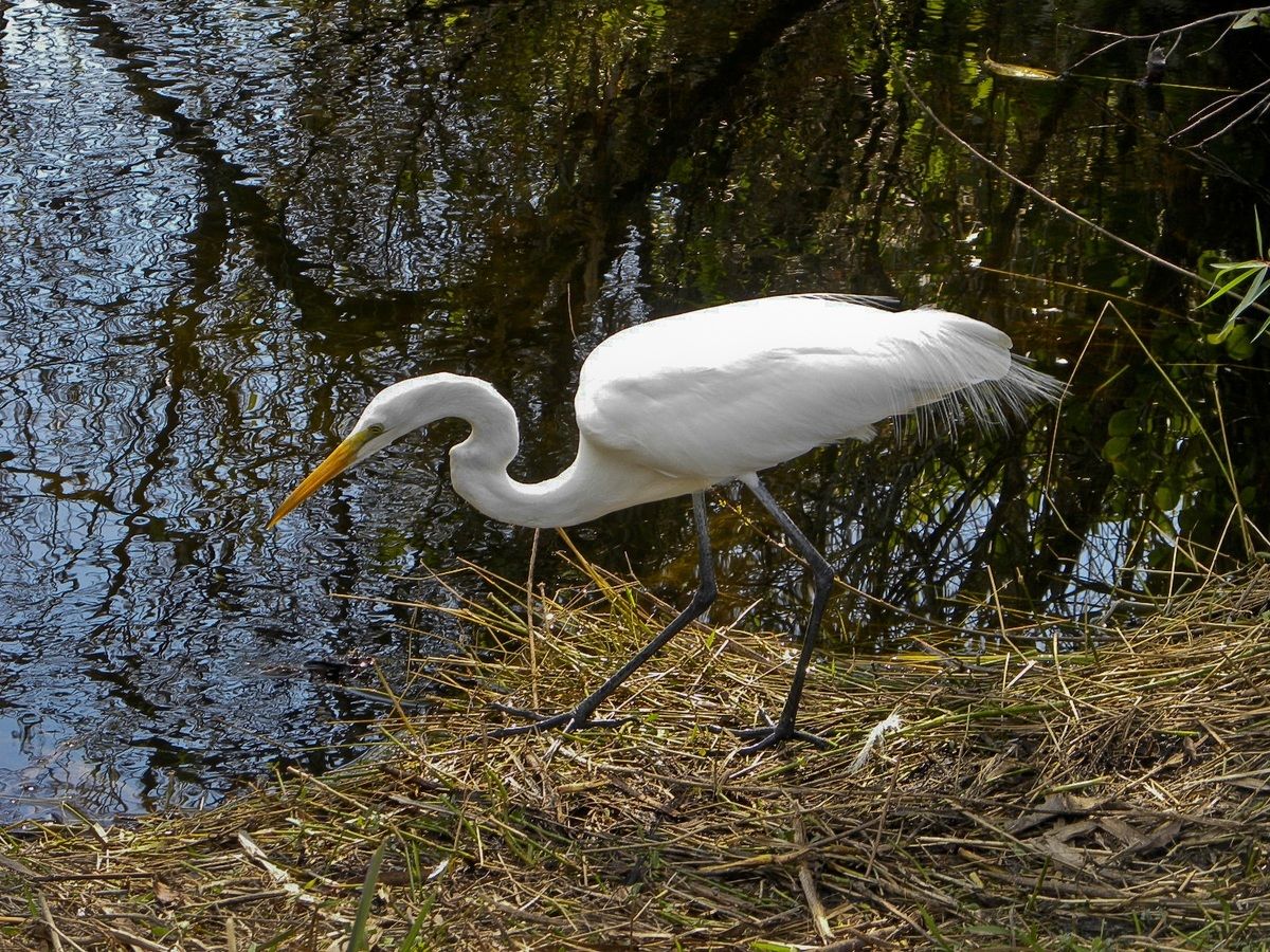 USA - Florida - Everglades - Aigrette