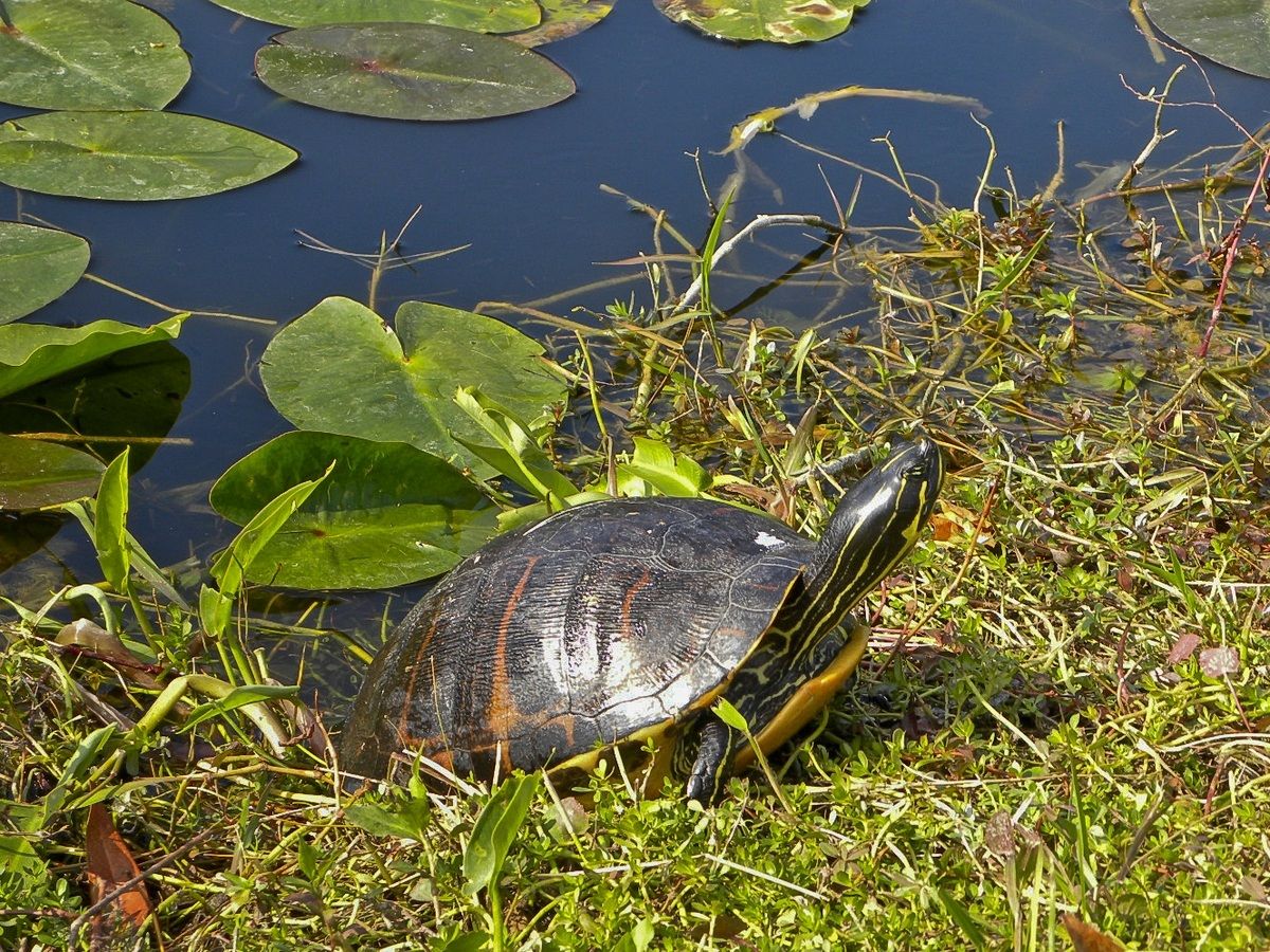 USA - Florida - Everglades - Turtle