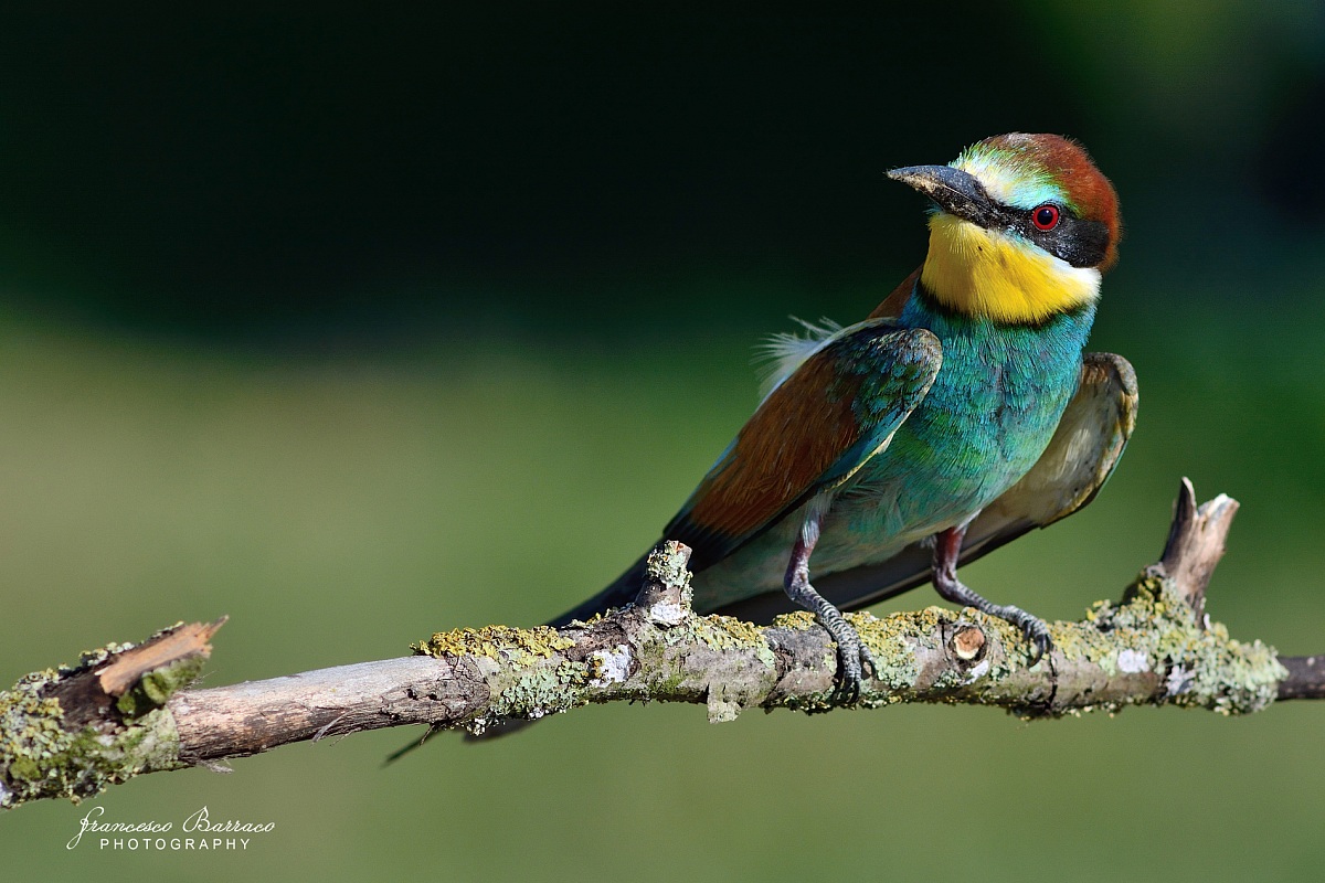 Bee-eater
