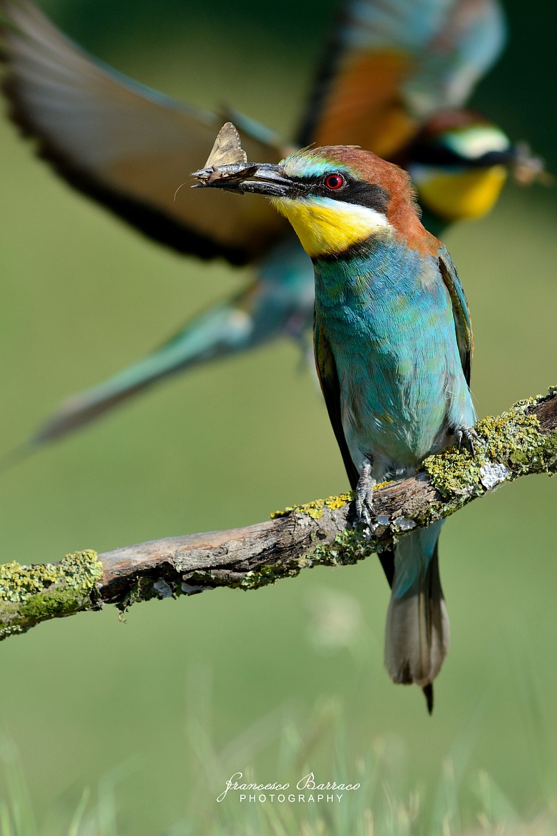 Bee-eater