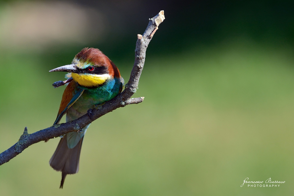 Bee-eater