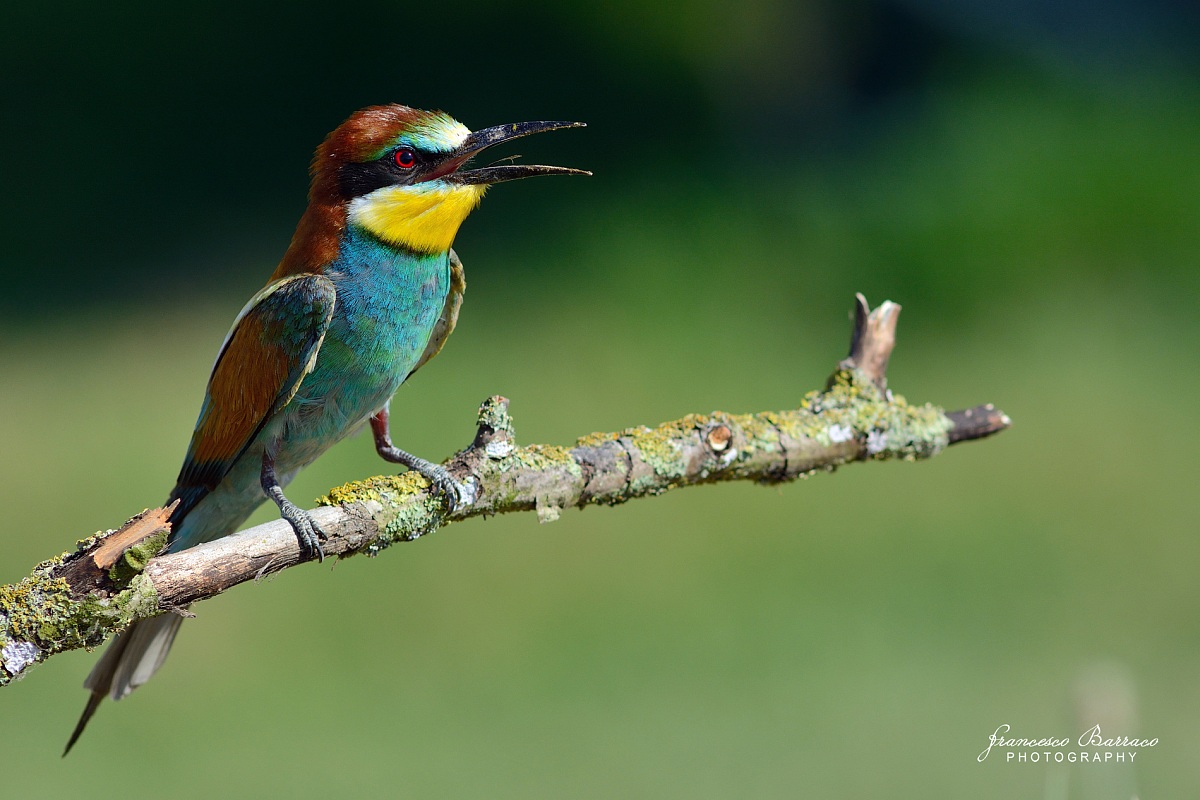 Bee-eater