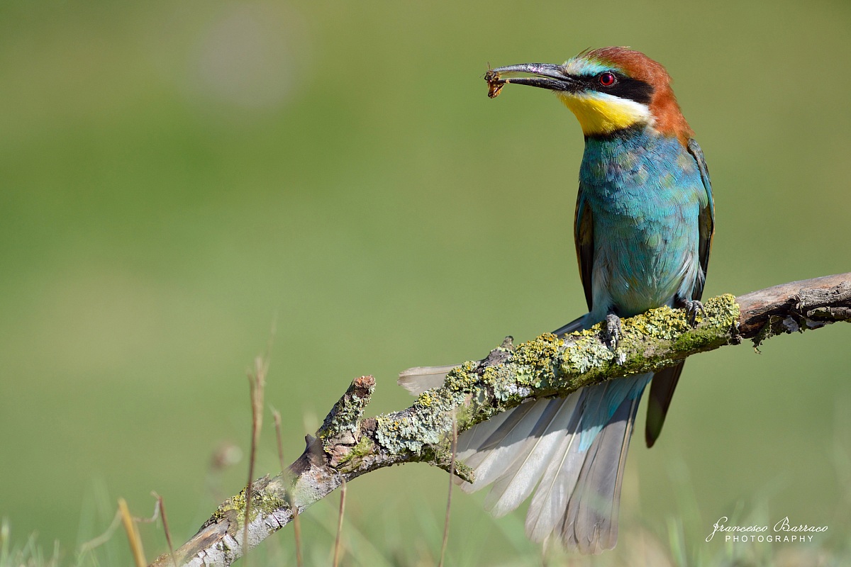Bee-eater