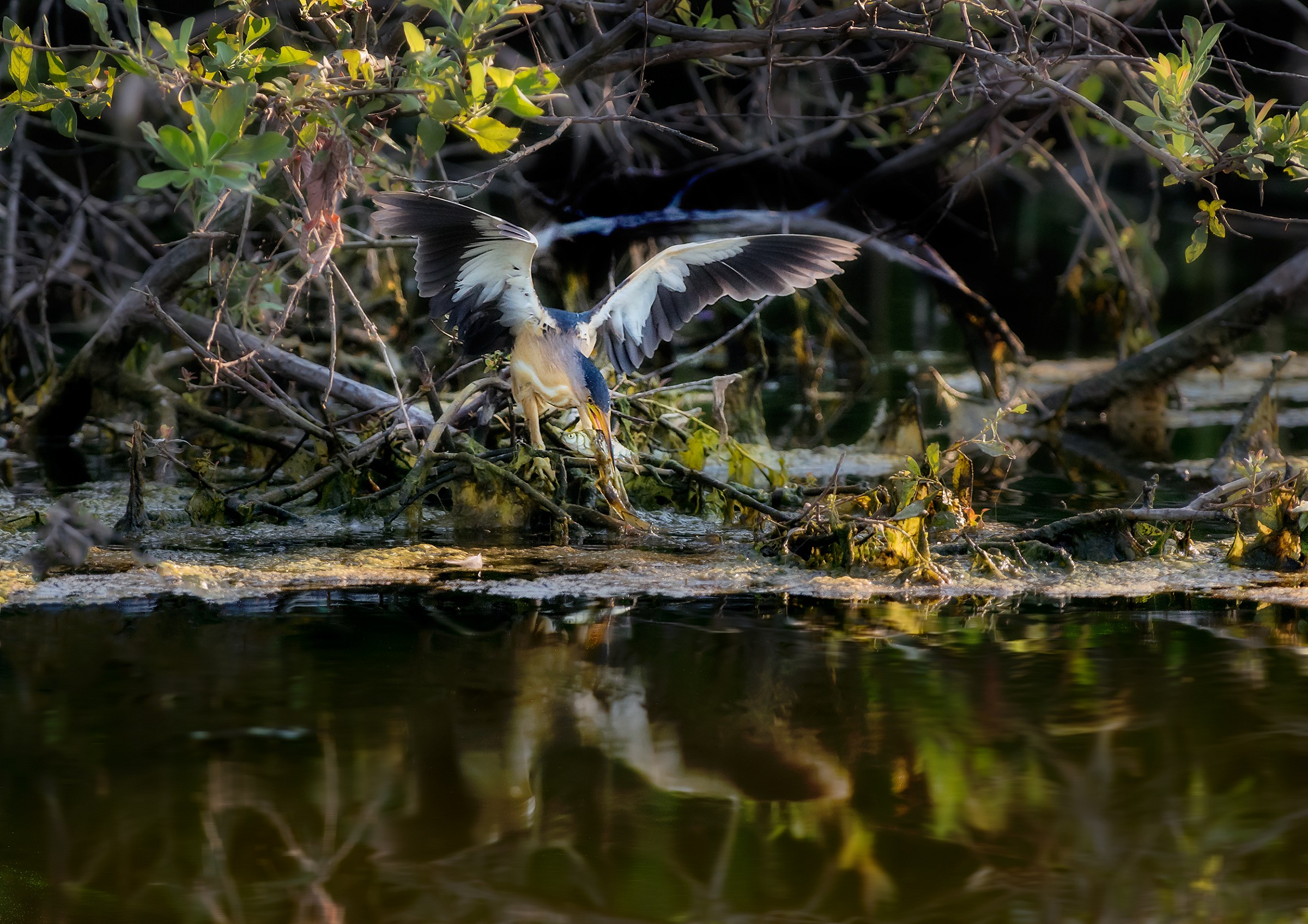 La caccia grossa di Mr Tarabusino