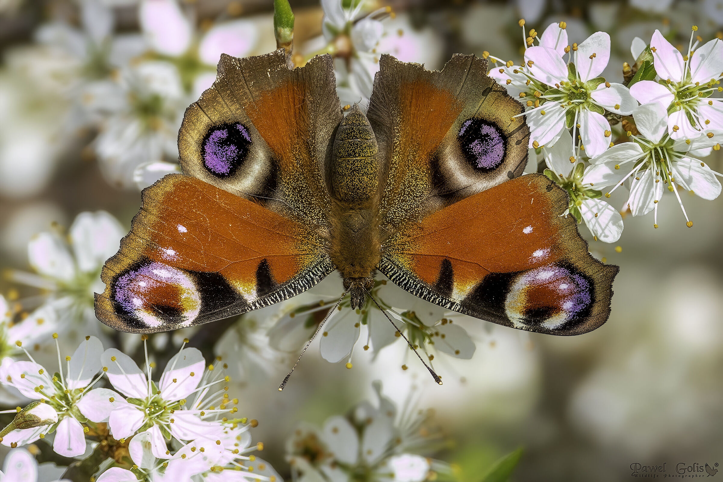 European peacock (Aglais io)