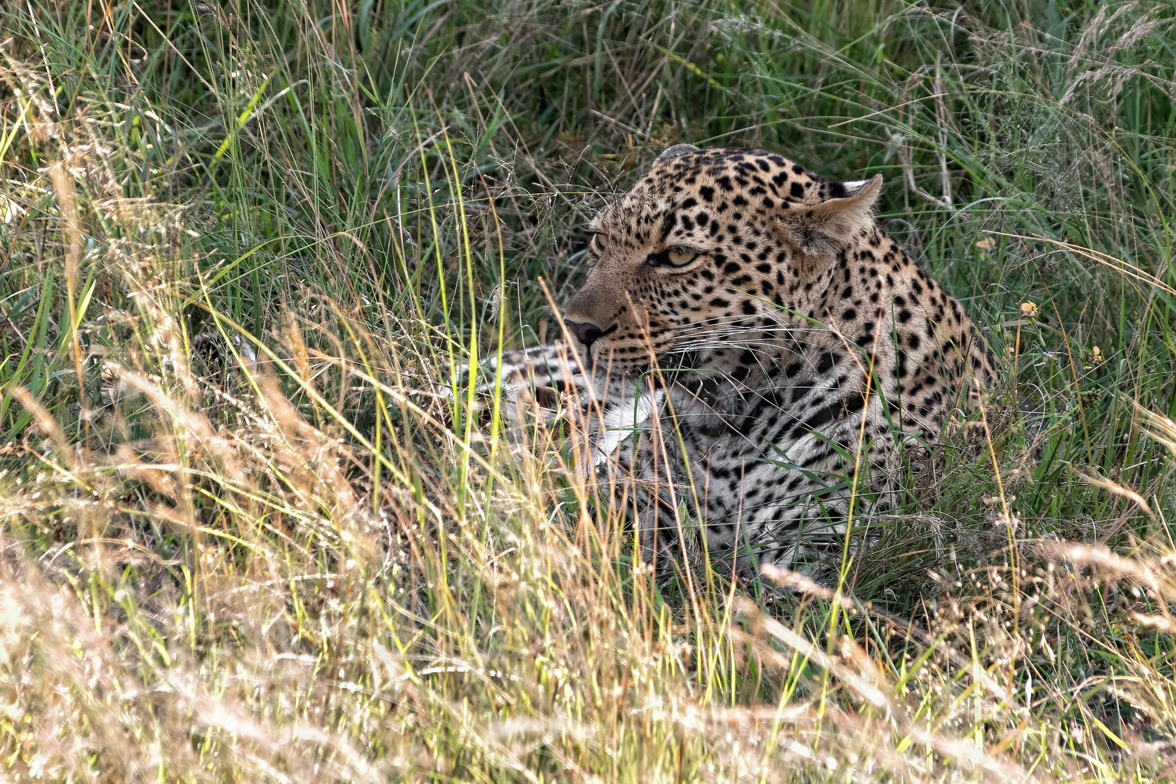 Leopardo a riposo