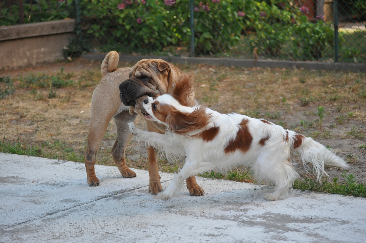 Cindy and fairy playing in the Garden ...