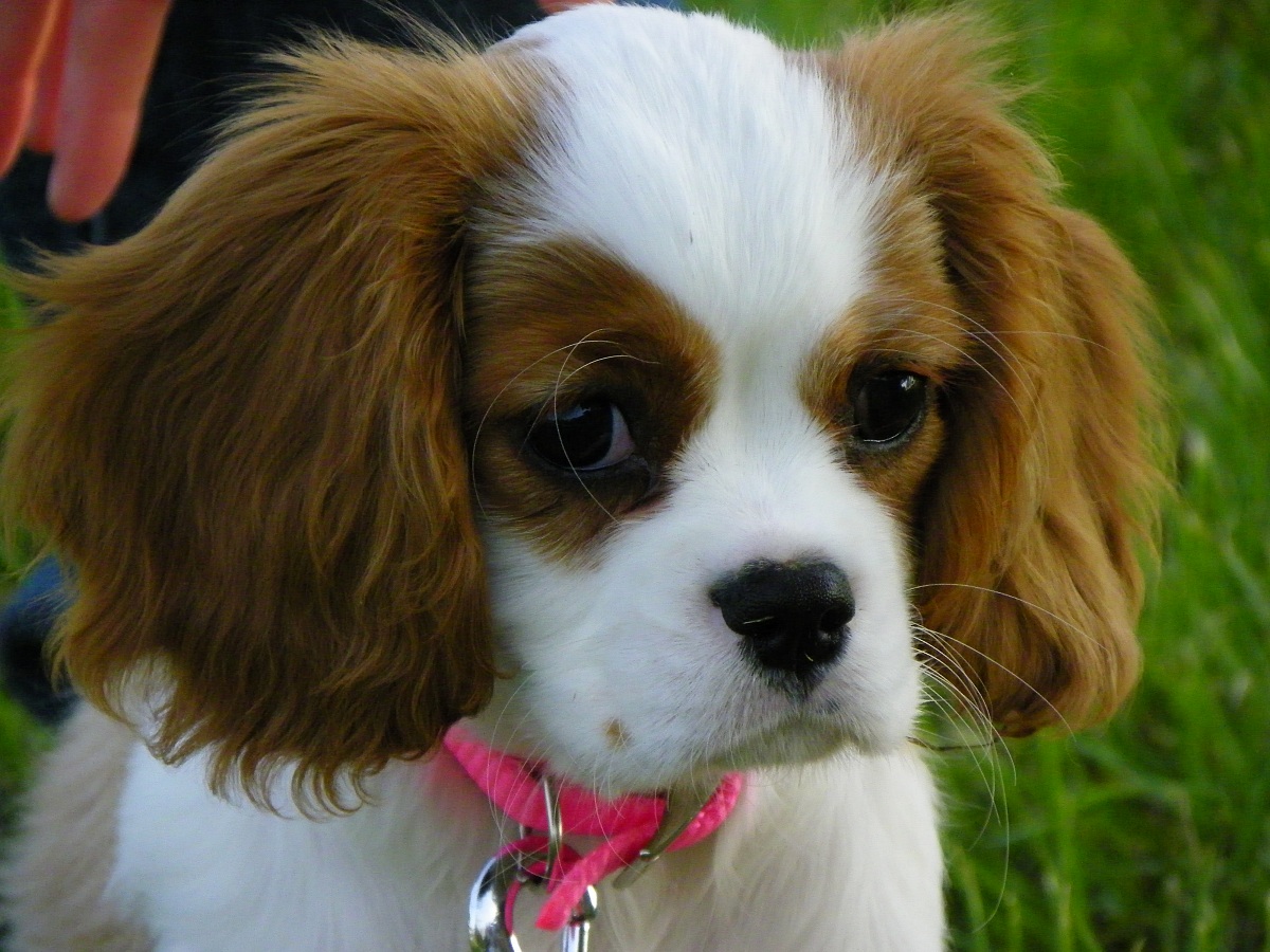 Cindy cucciolina ...