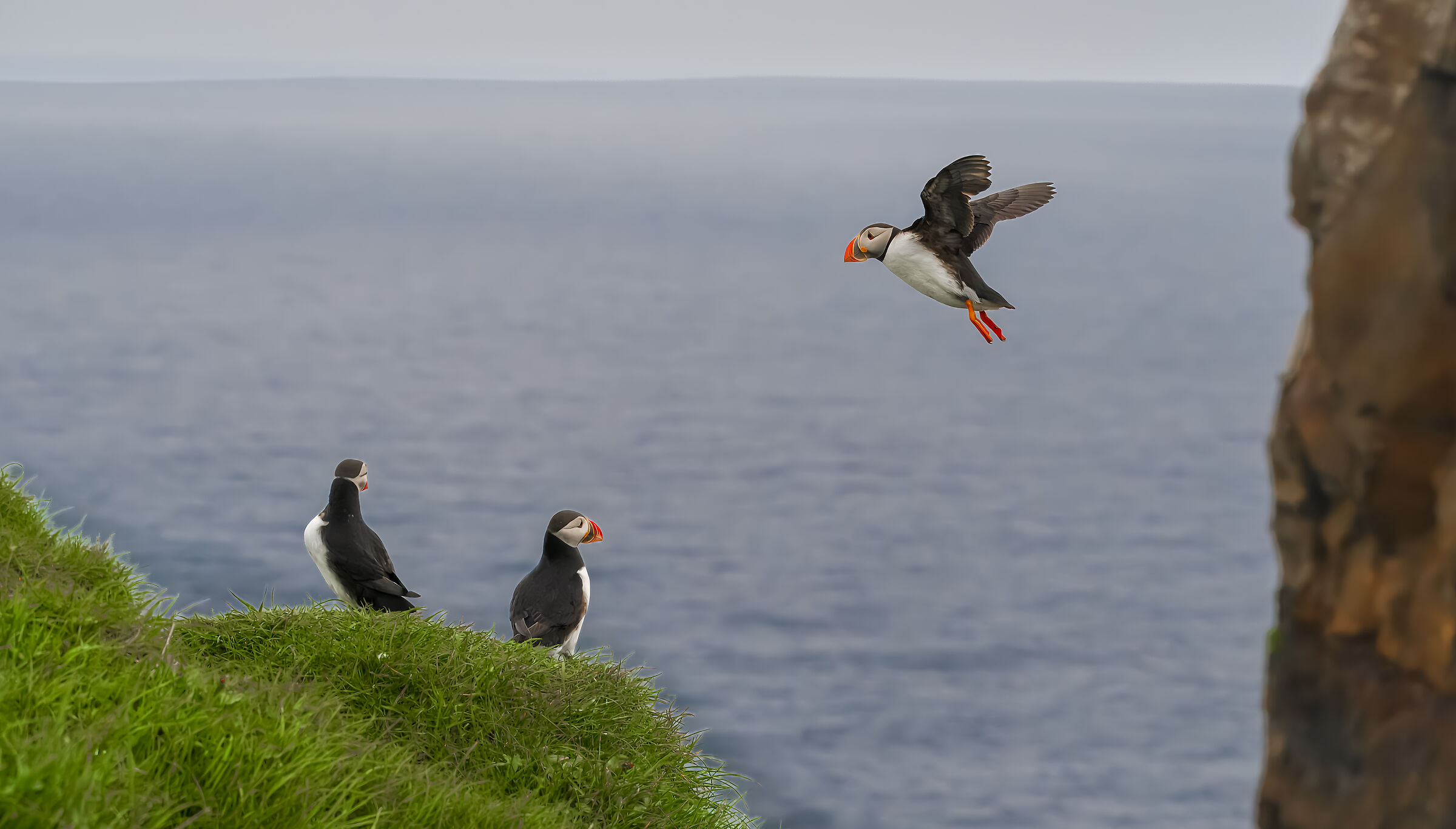 Landing Puffin (ii)